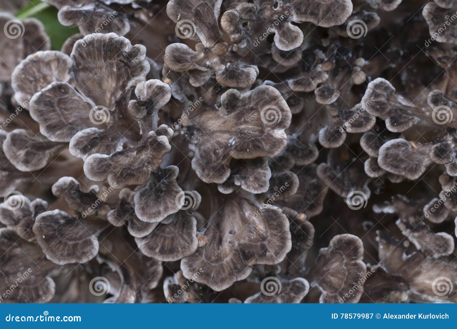 Champignon De Frondosa De Grifola Image stock Image du bois, poule
