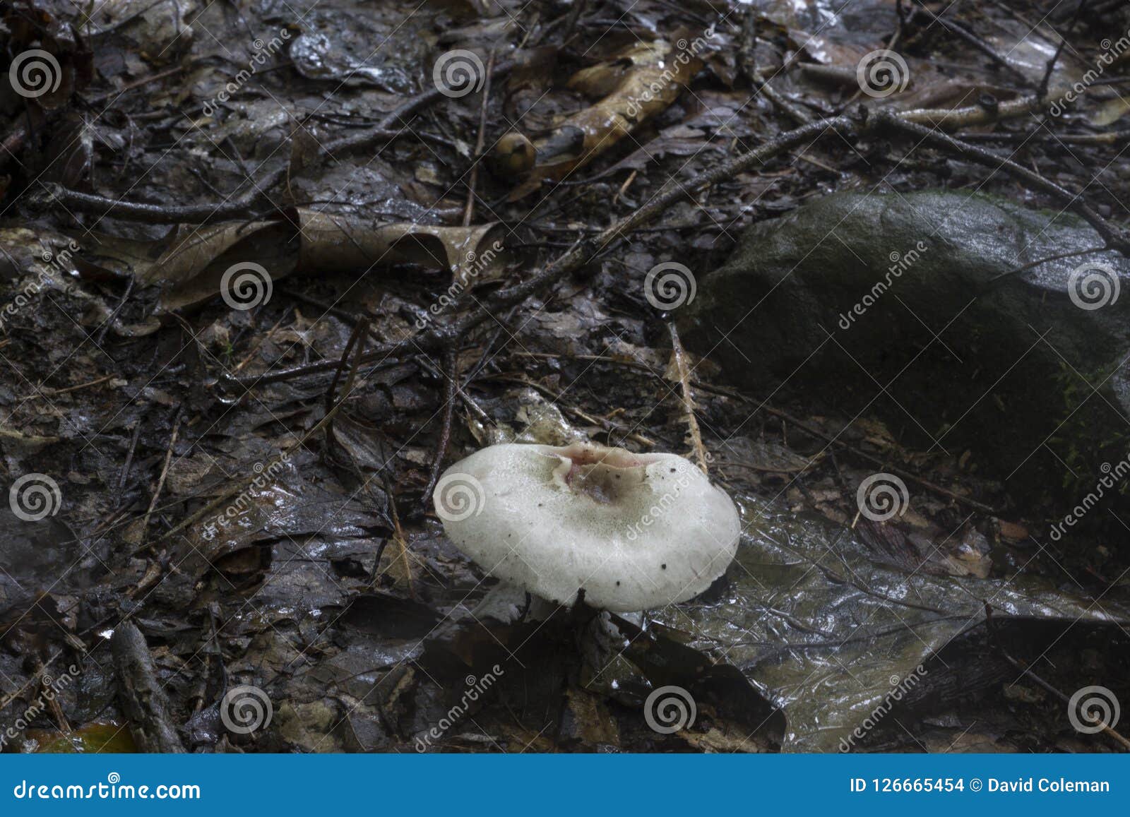 Champignon En Tempête De Pluie Photo stock - Image du nature