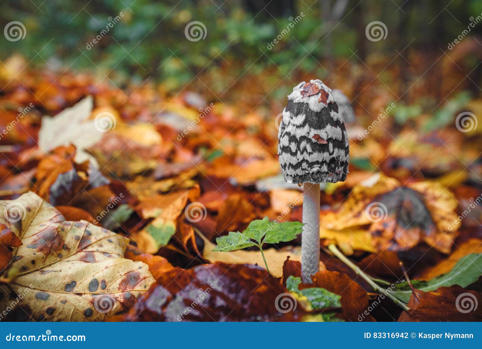 Champignon Noir De Picacea De Coprinopsis Avec Les Taches Blanches ...