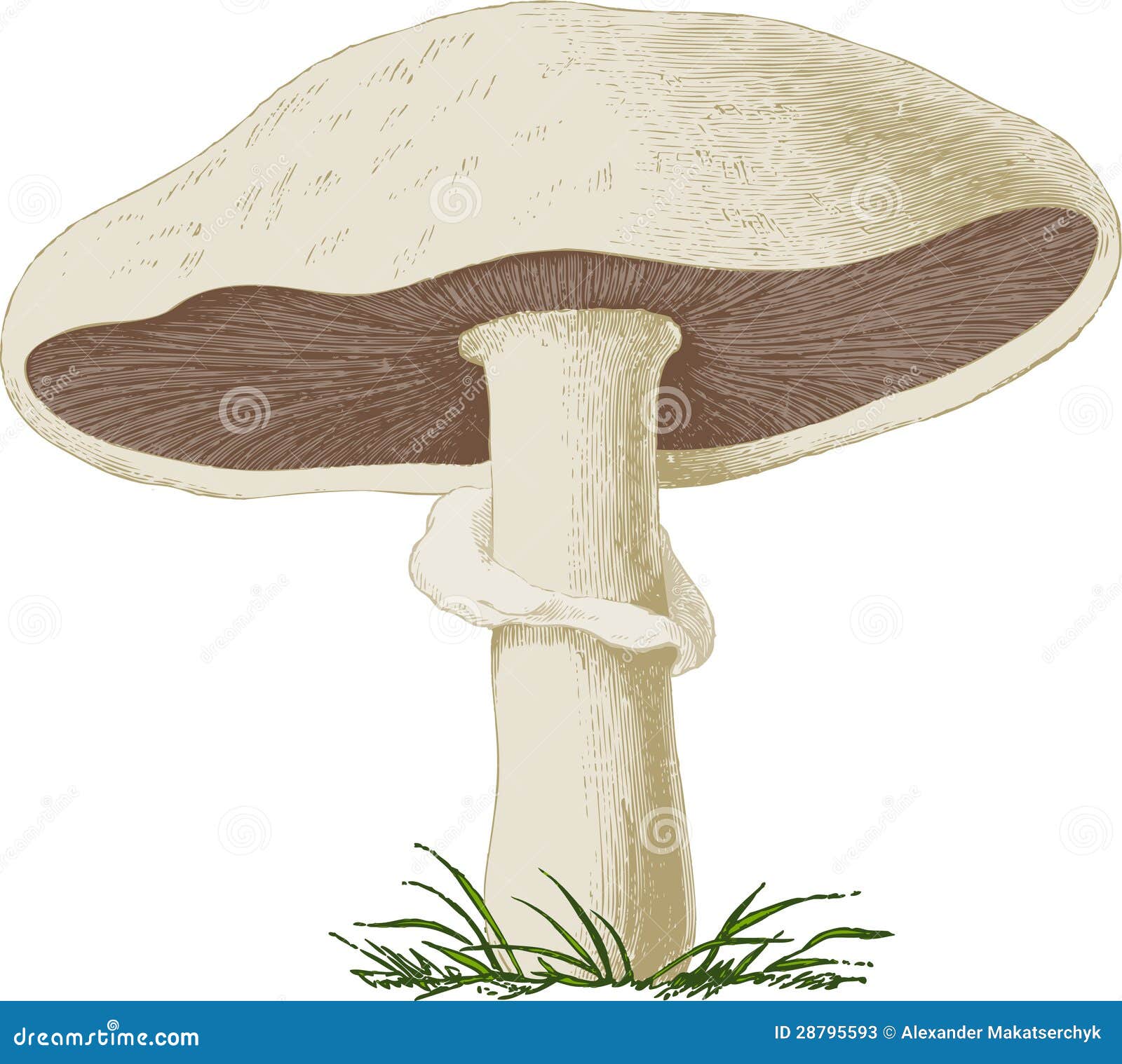 Картинка шампиньон гриб для детей