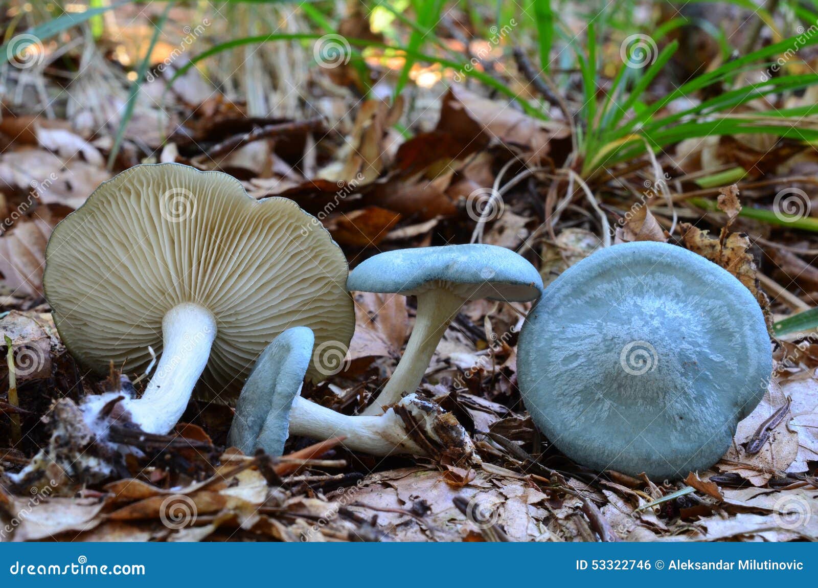 Champignons D'entonnoir D'anis Photo stock - Image du herbe, capuchon:  53322746