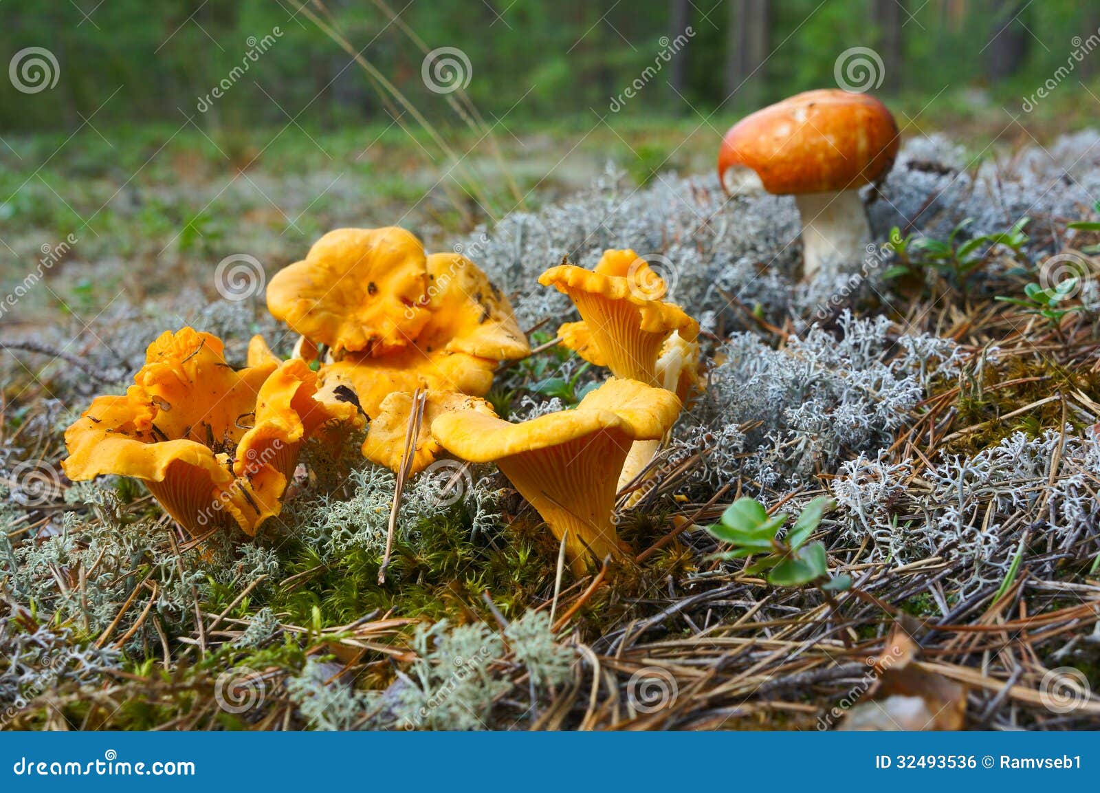 Champignons De Chanterelle Dans La Forêt Photo stock Image du champignon, sauvage 32493536