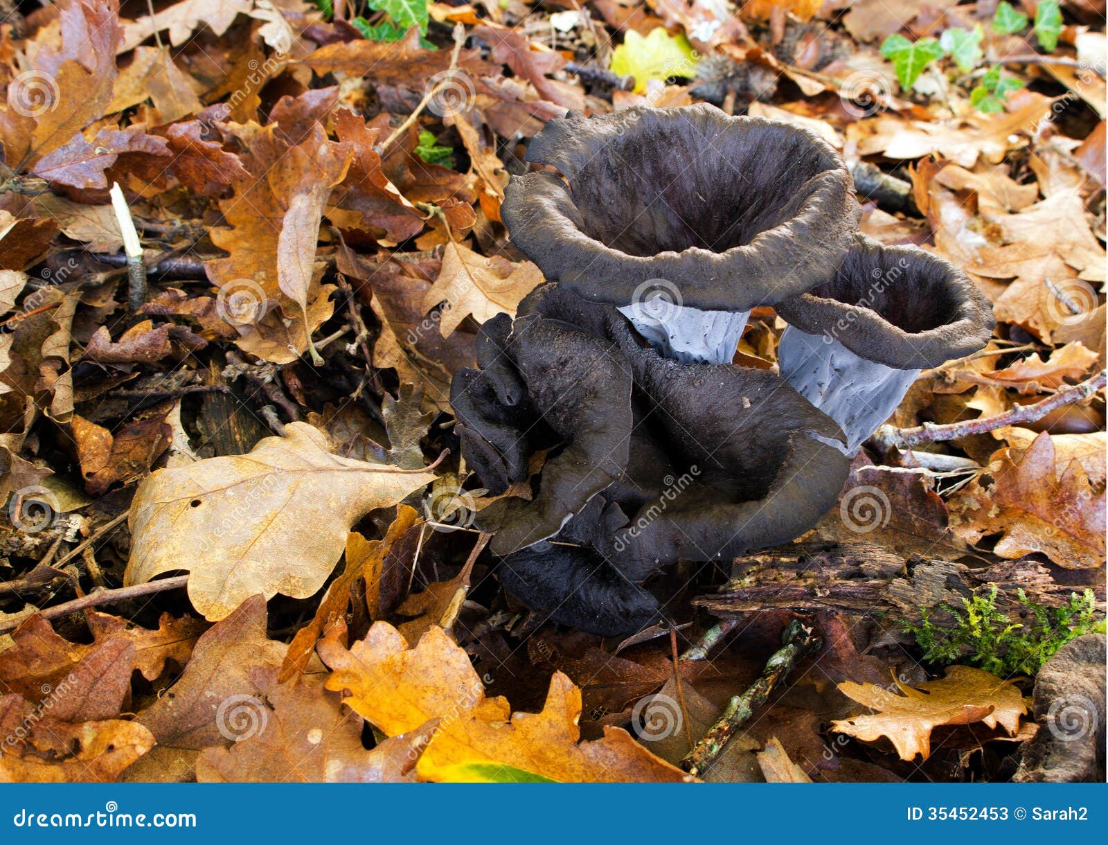 Champignon(s) noir(s)