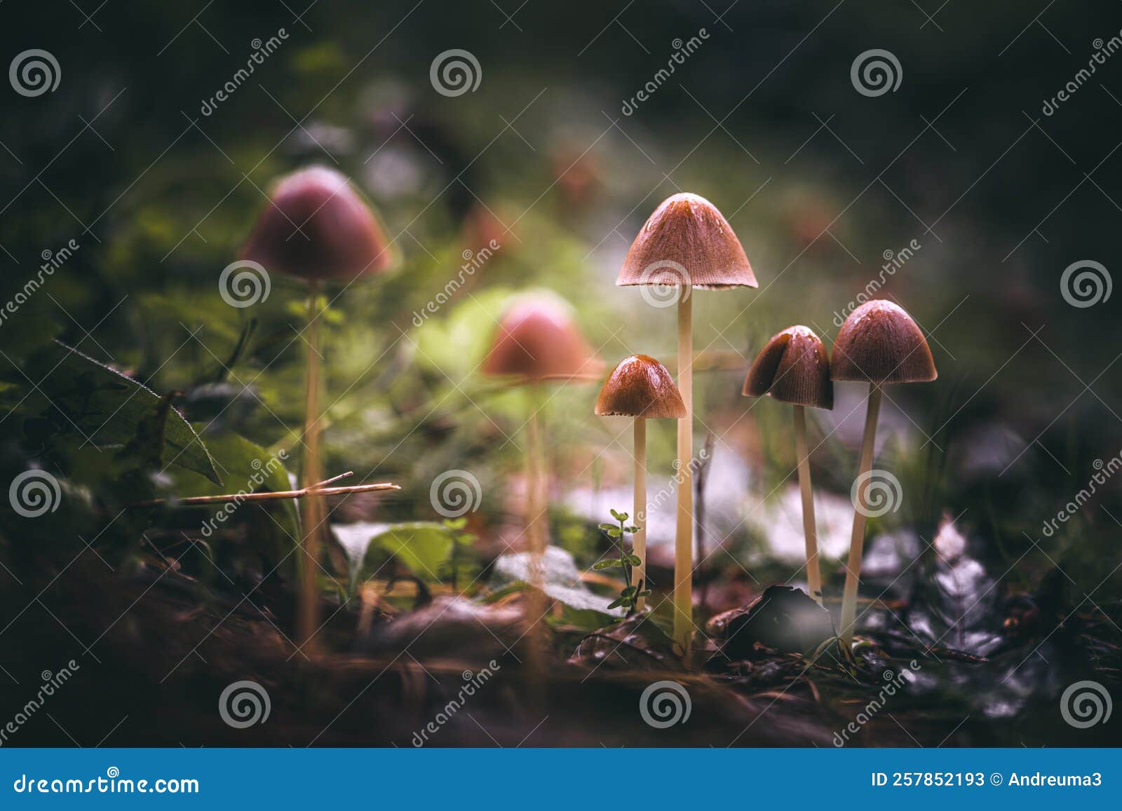 Champignons sous la pluie image stock. Image du poison - 257852193