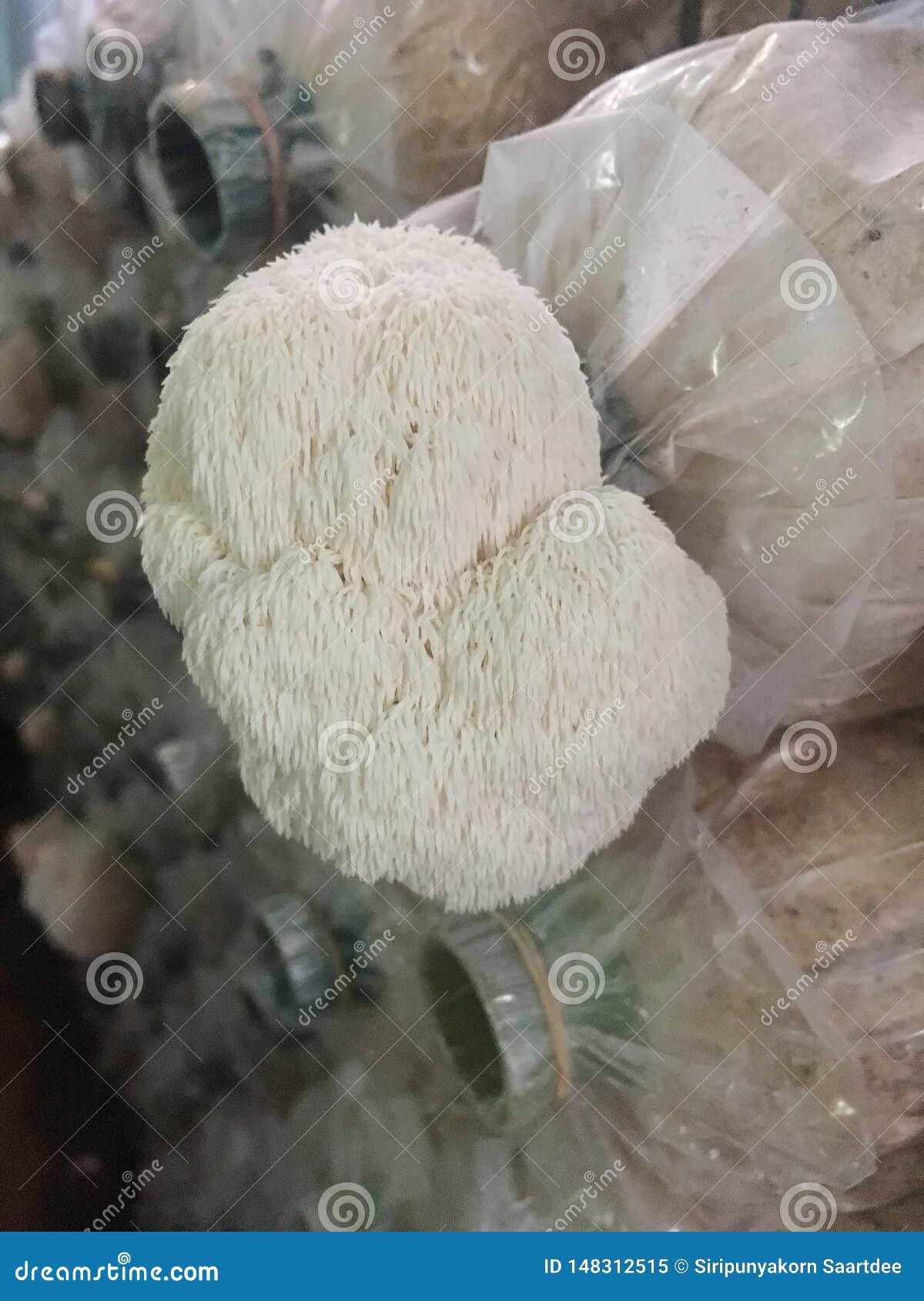pompom mushrooms pompom mushrooms