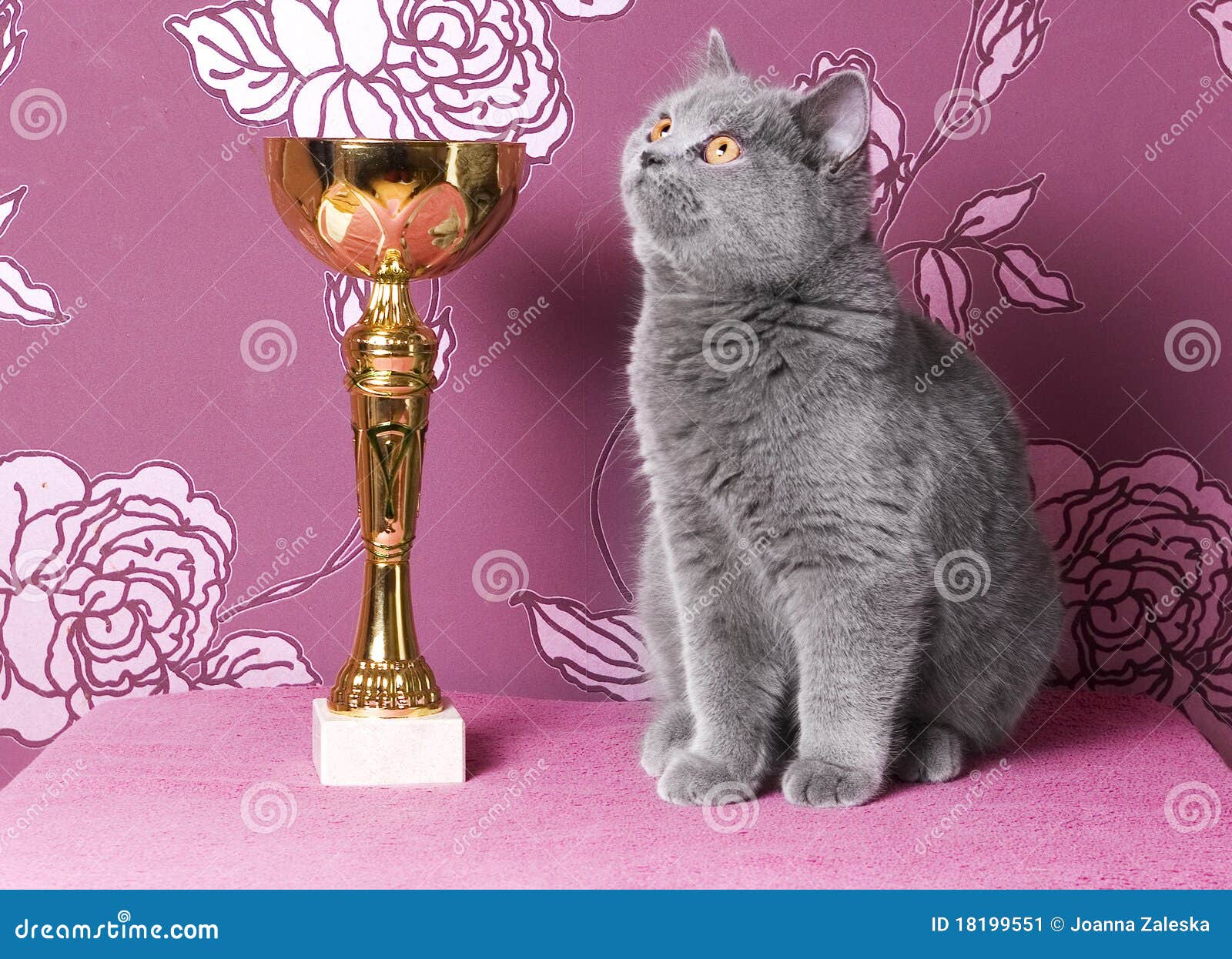 champion british shorthair cats