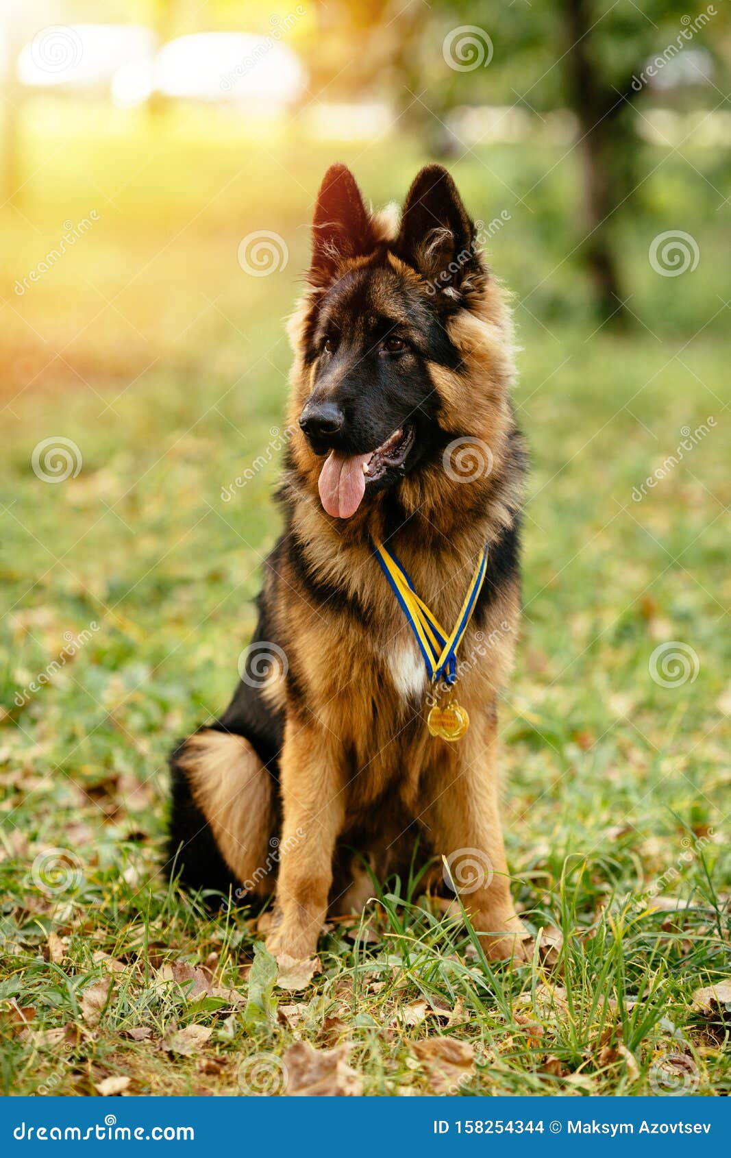 Champion Sits on Grass with Golden Stock - Image of open, golden: 158254344