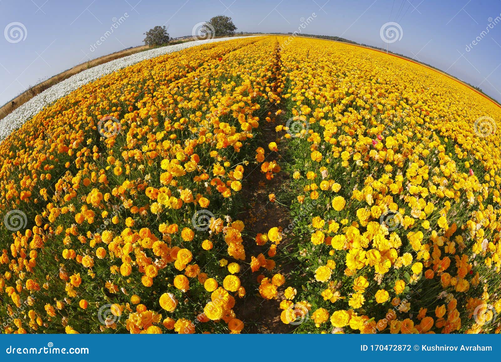 Champs De Fleurs Lumineux De Printemps Photo stock - Image du oeil, nature:  170472872