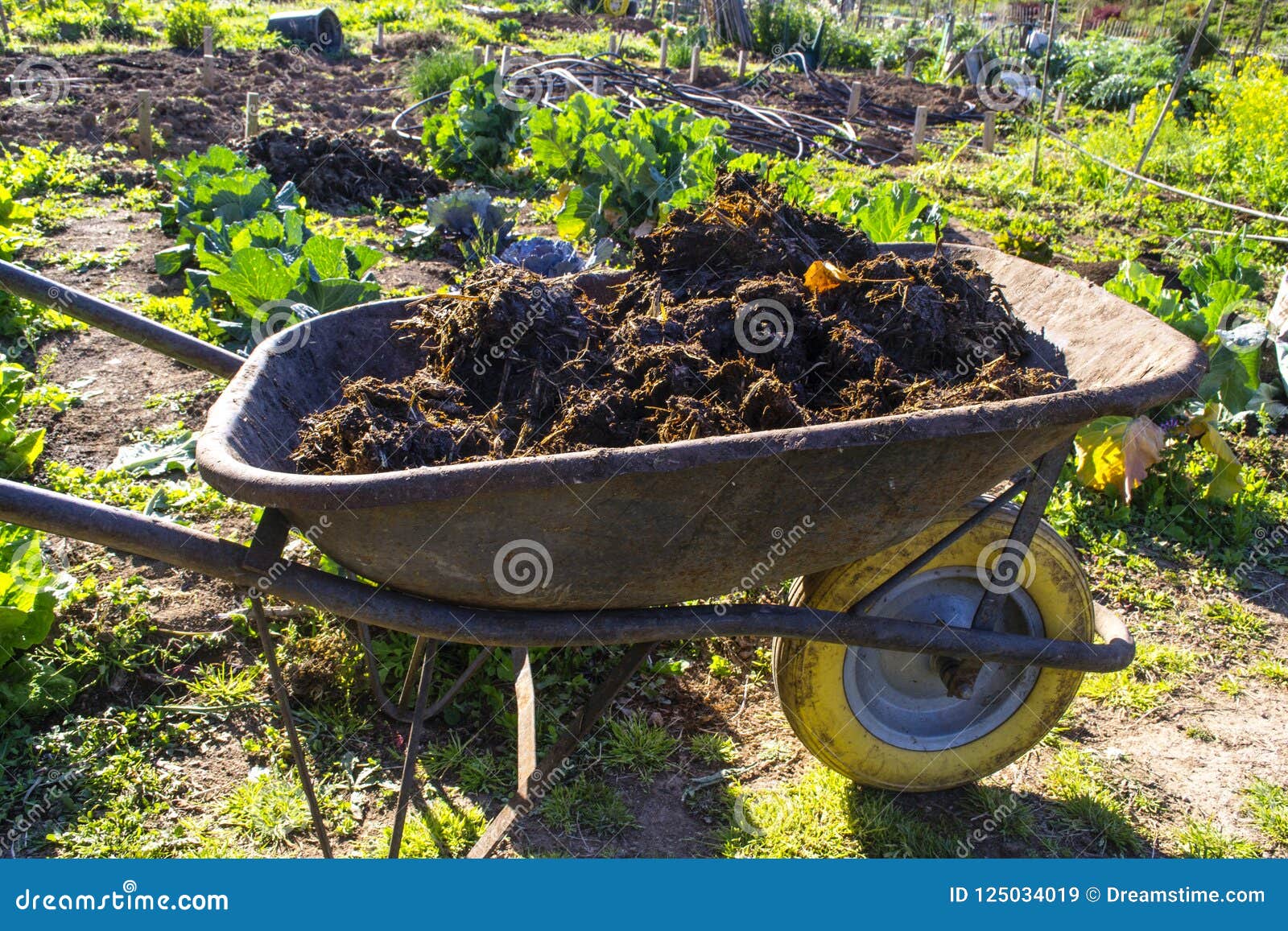 Wheelbarrow Full Of Manure In A Vegetable Garden Stock Image