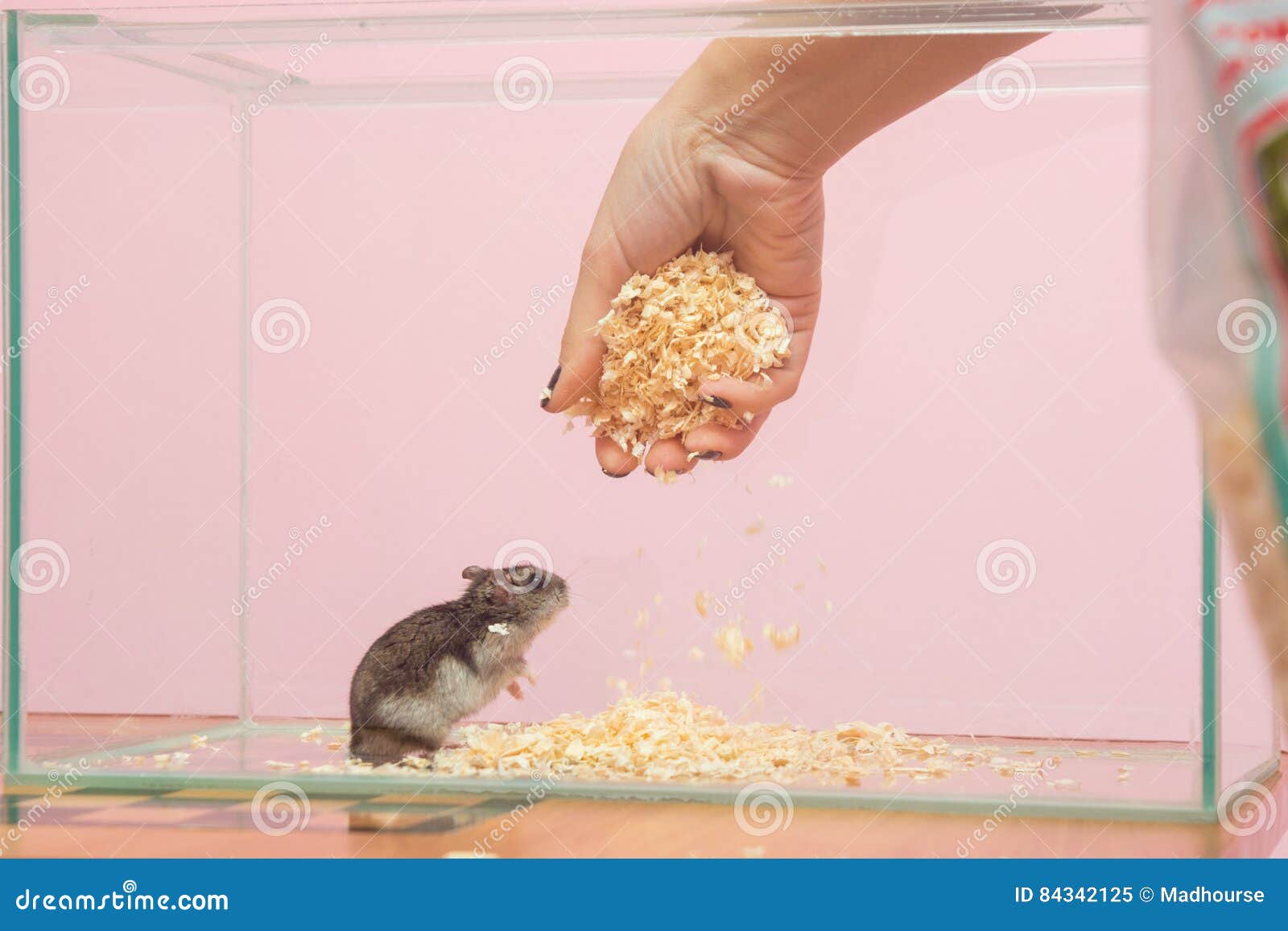 She Changes the Sawdust in Aquarium Which Contains a Hamster Stock