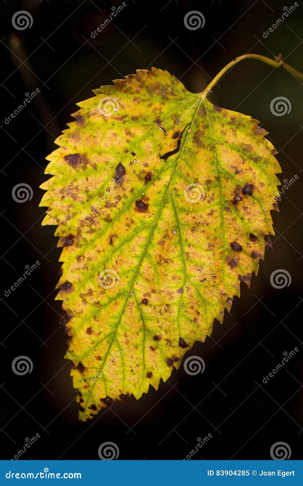 Changing Autumn leaf stock image. Image of change, daylight 83904285