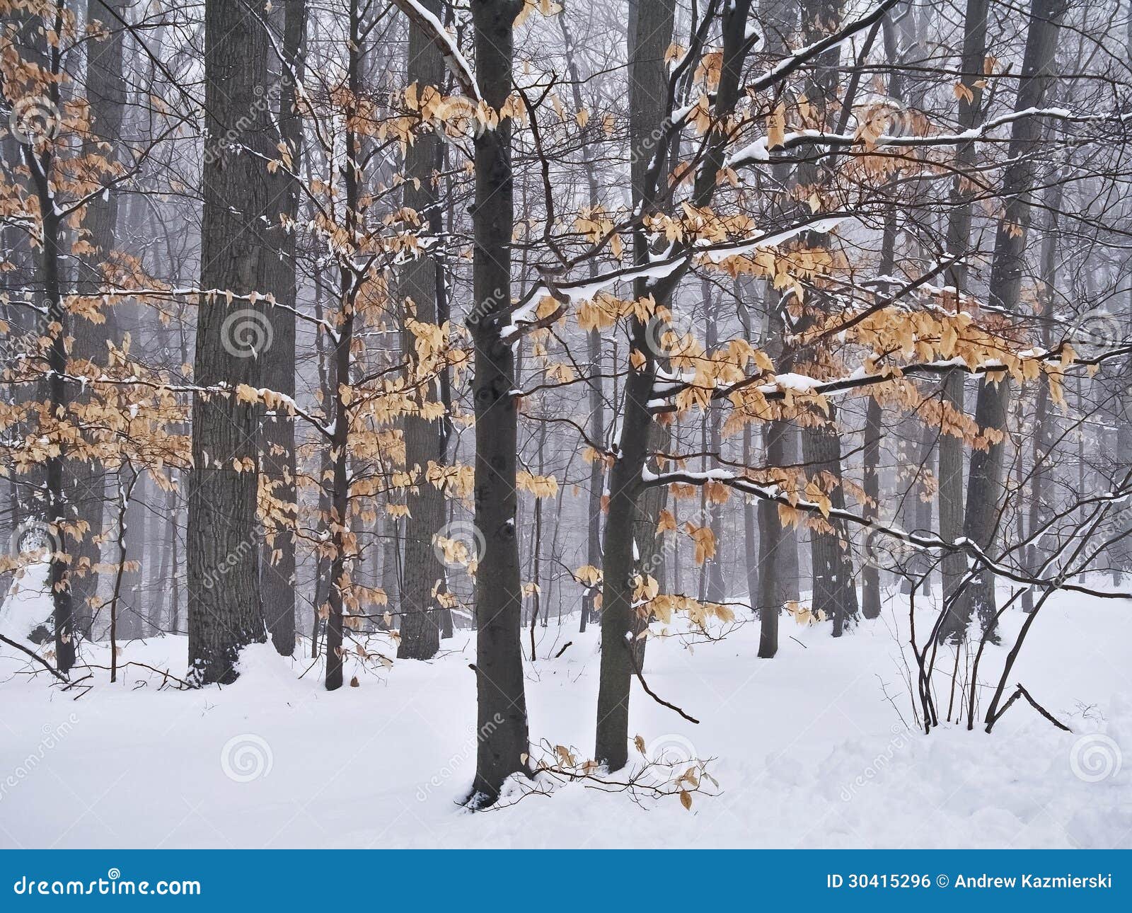 Changing Seasons stock photo. Image of landscape, winter - 30415296