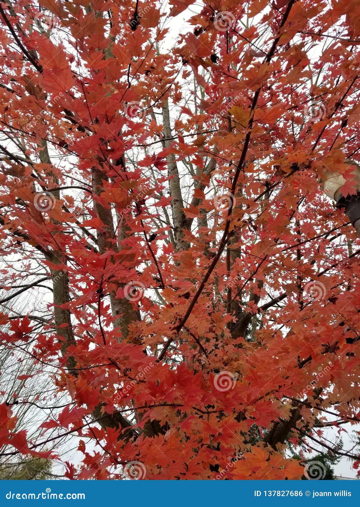 Changing seasons stock photo. Image of leafs, season - 137827686