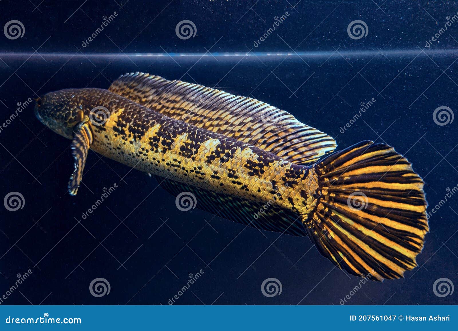 Snakehead, channa auranti, fish, HD phone wallpaper | Peakpx