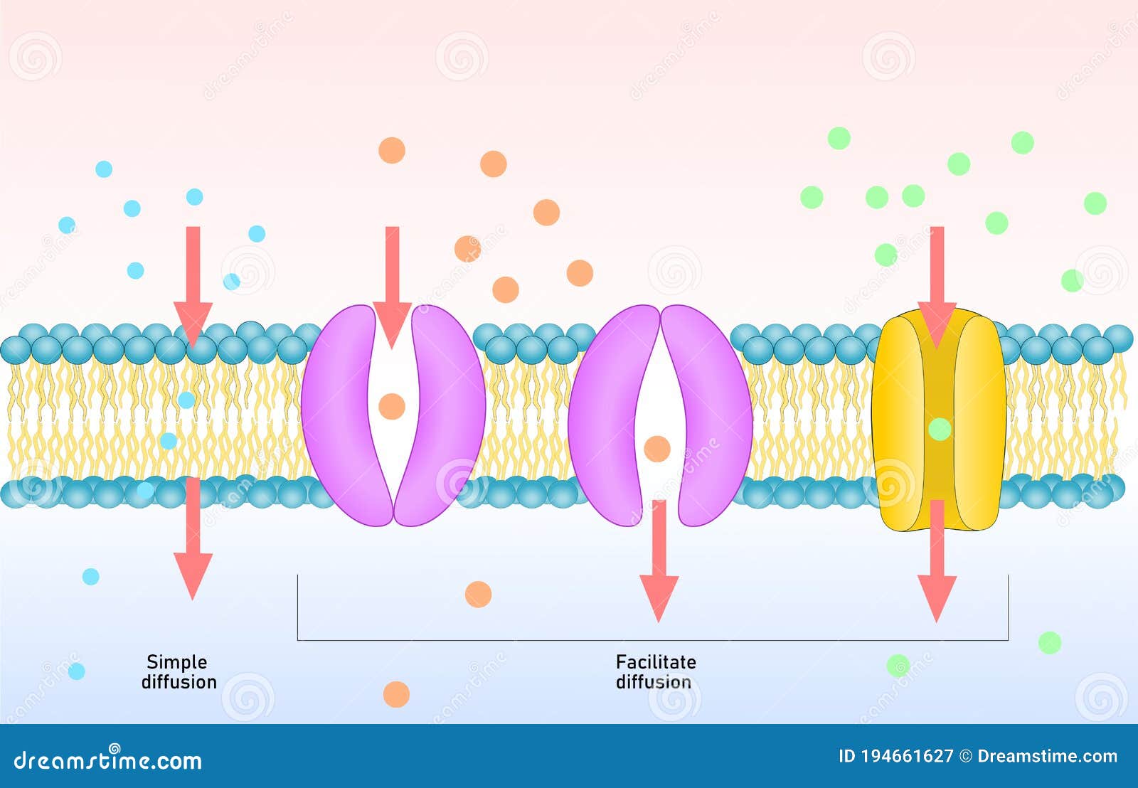 Simple And Facilitated Diffusion. Stock Vector Illustration of