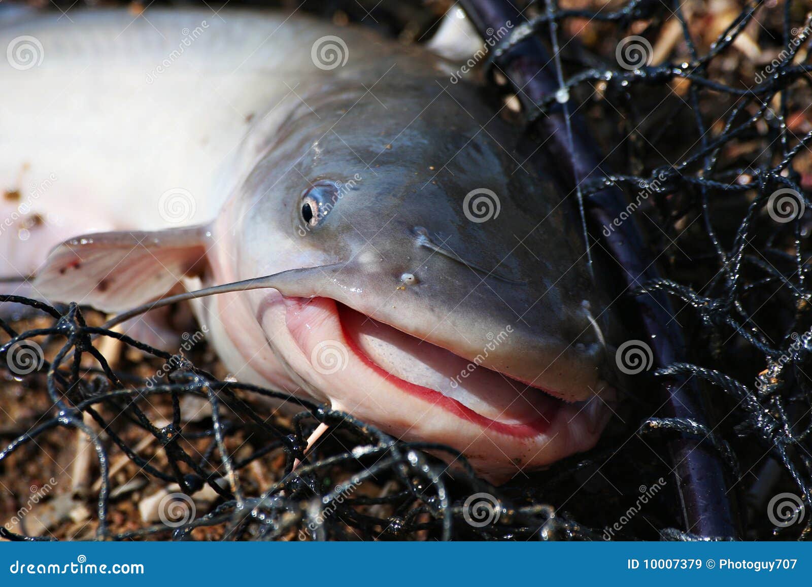 Channel Cat Fish stock image. Image of mouth, catch, line 10007379