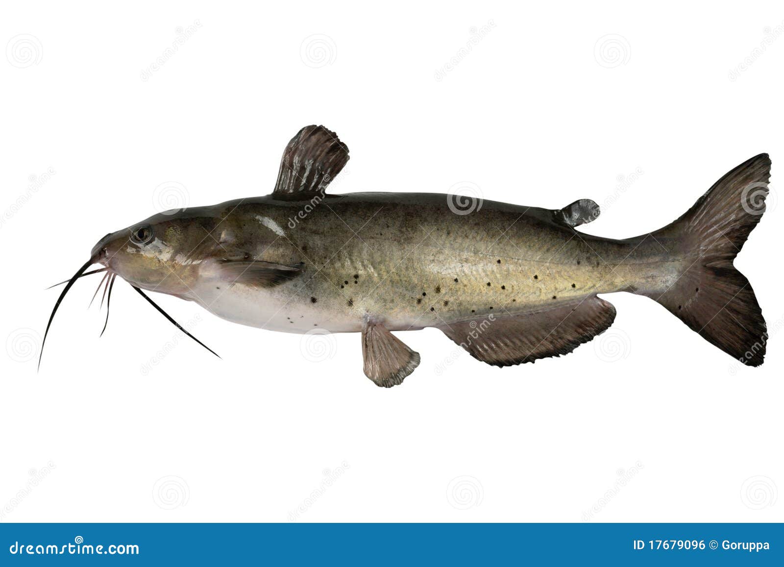 Channel catfish stock photo. Image of ingredient, traditional 17679096