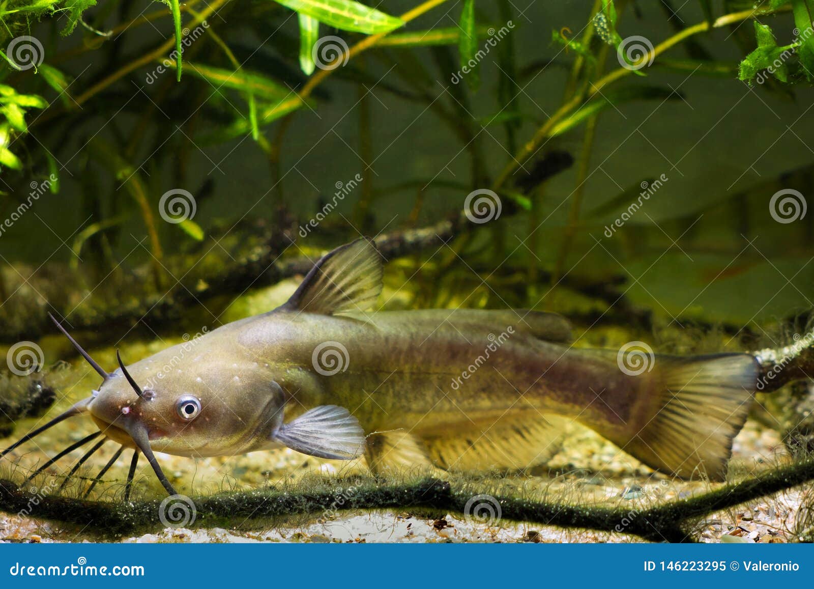 channel catfish, ictalurus punctatus, dangerous invasive freshwater predator in european biotope fish aquarium