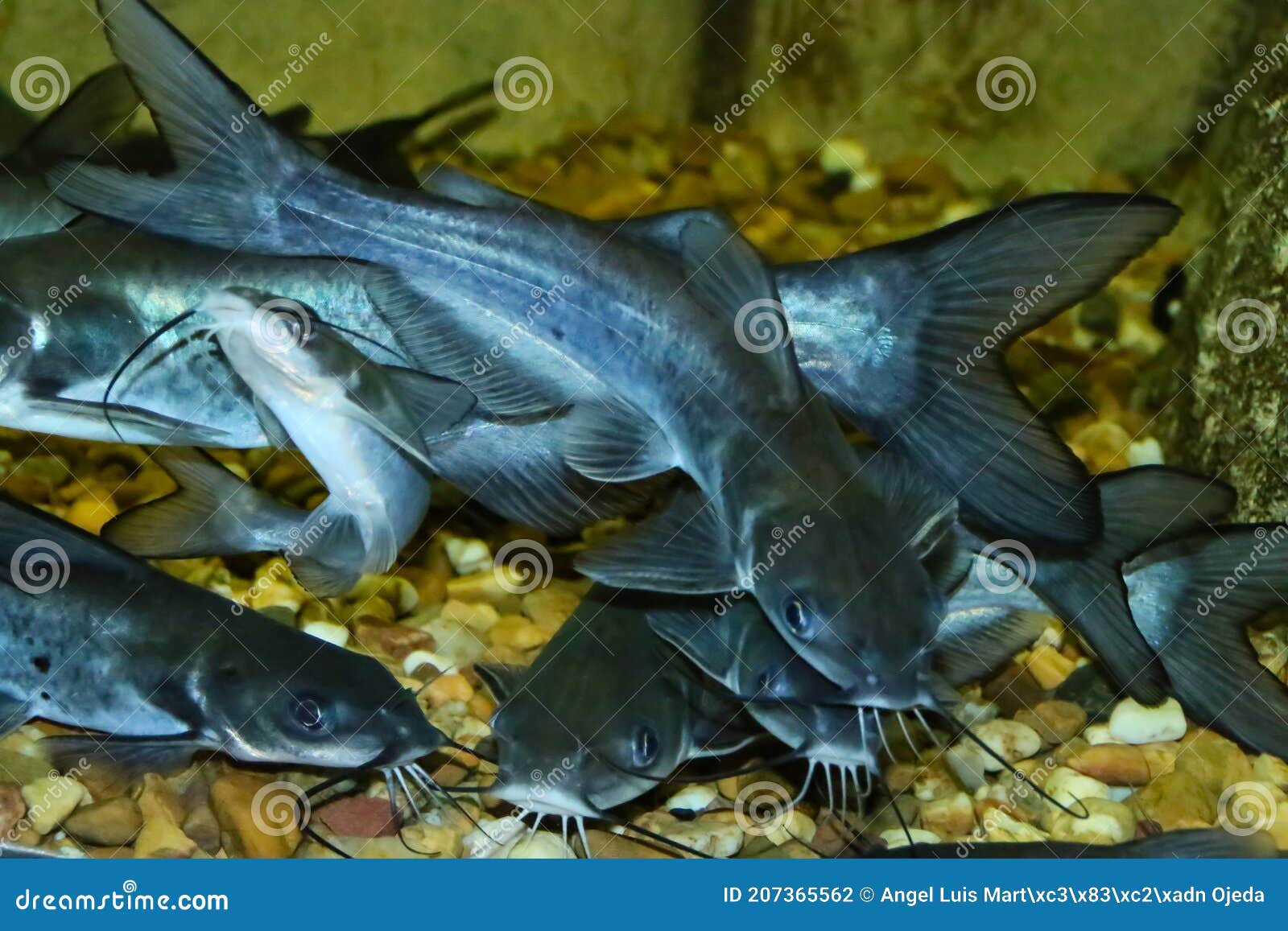 The Virtual Aquarium of Virginia Tech--Catfish