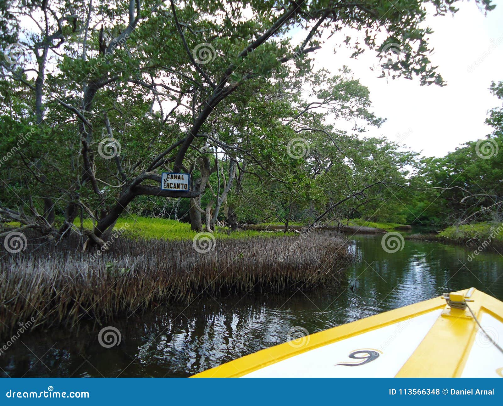 the channel of charm in a mangrove swamp