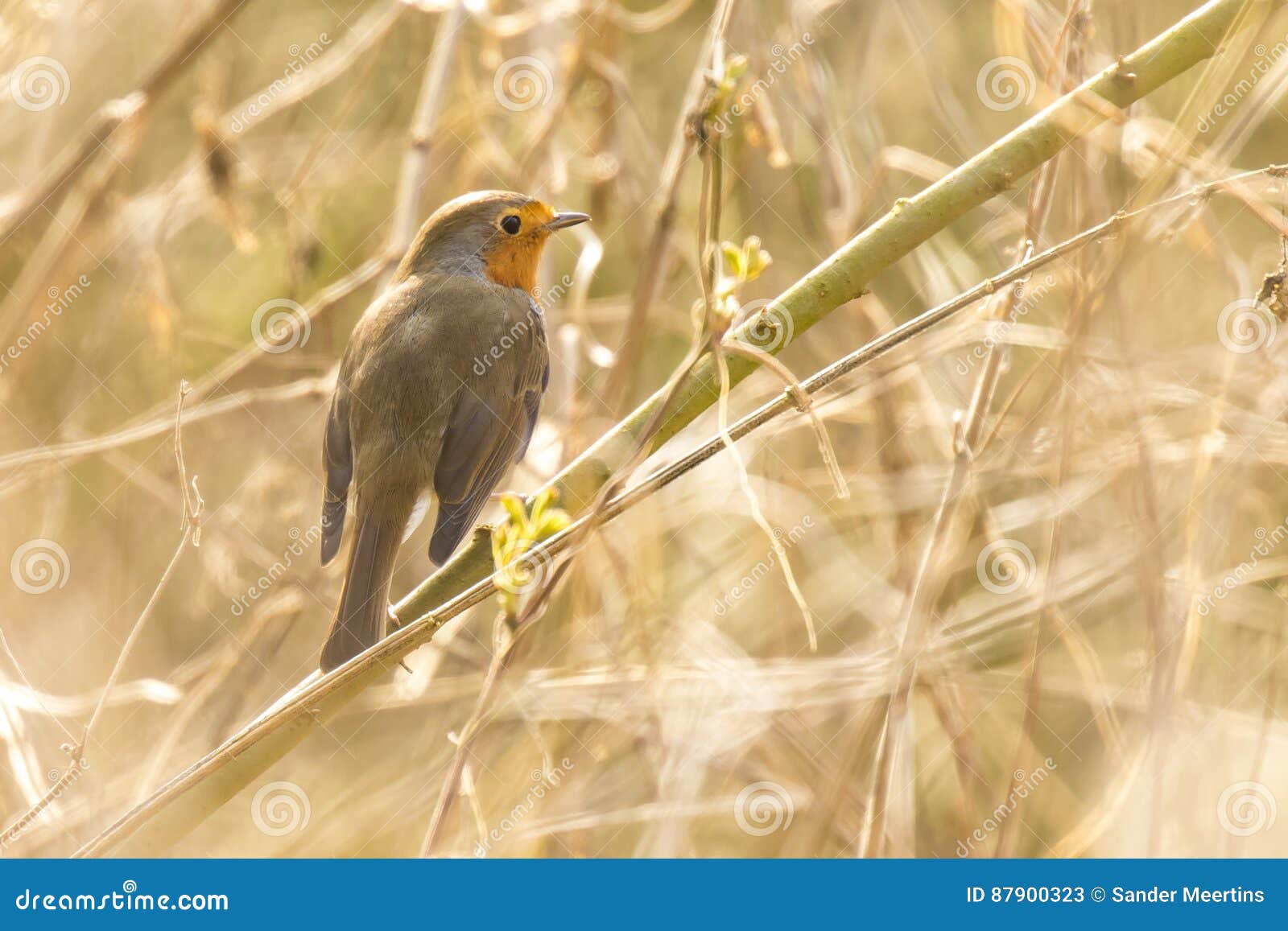 Chant Doiseau De Rouge Gorge Image Stock Image Du Ressort