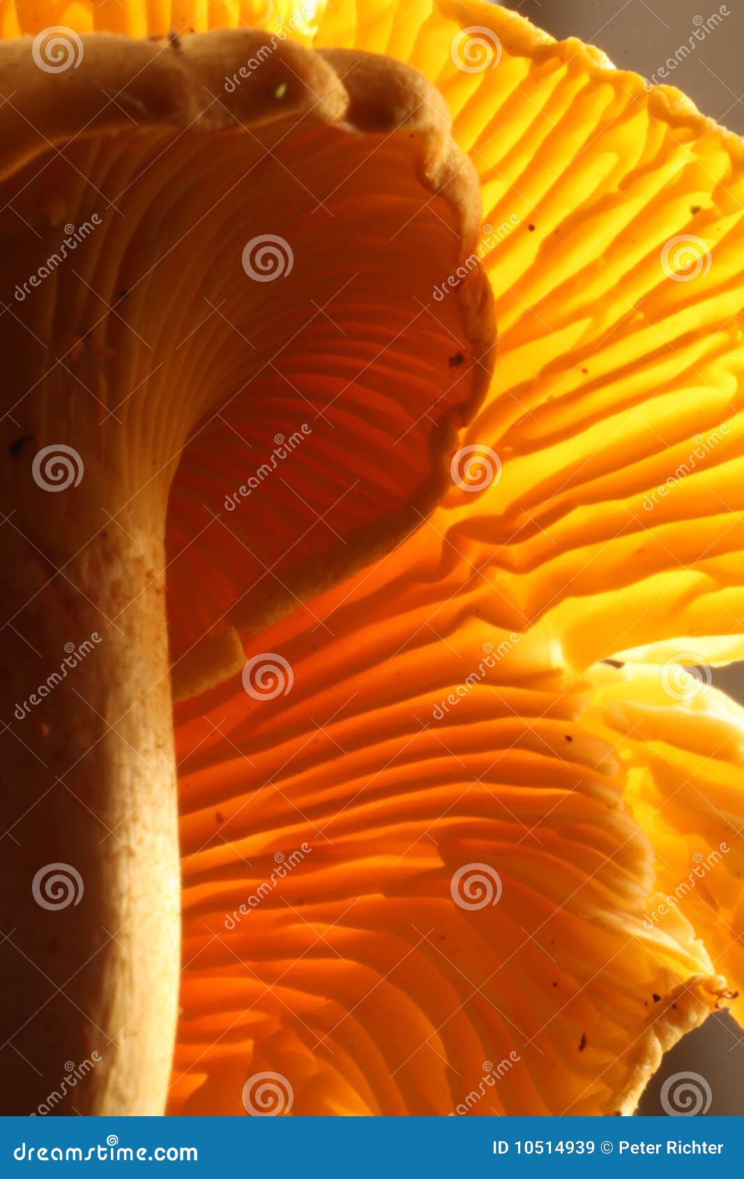 Chanterelle stock image. Image of mushroom, kitchen, cooking 10514939