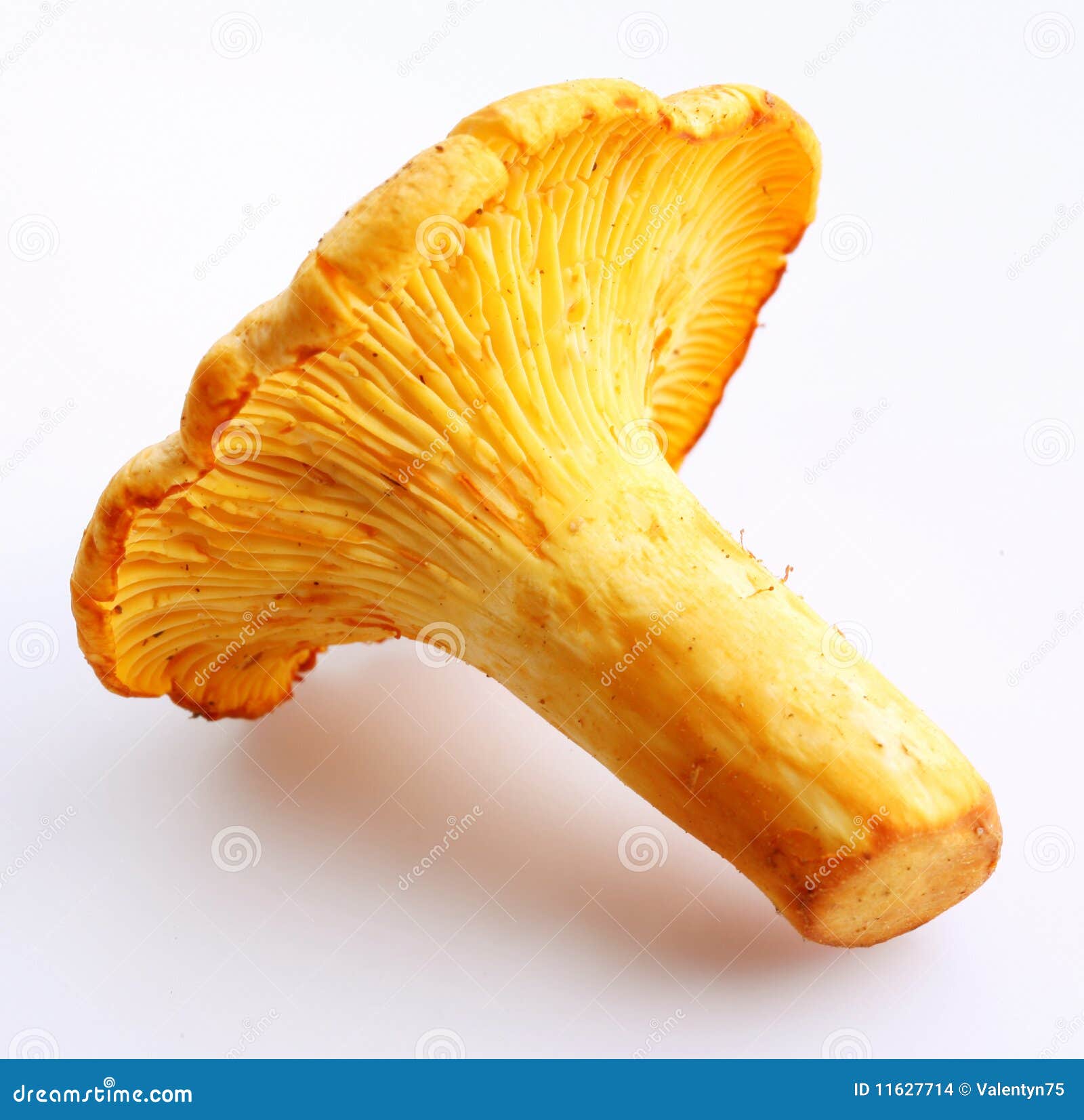 A chanterelle on a white background