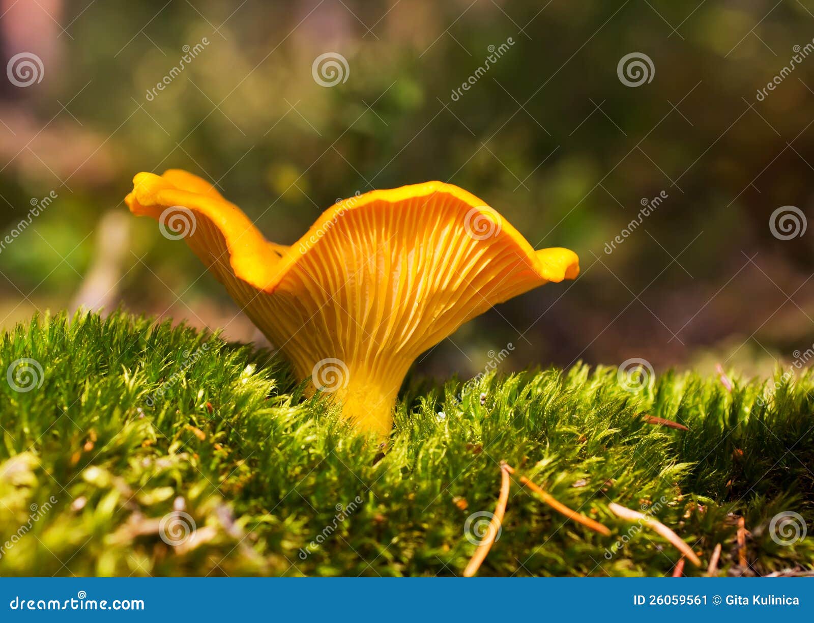 Chanterelle. stock image. Image of ingredient, growth 26059561