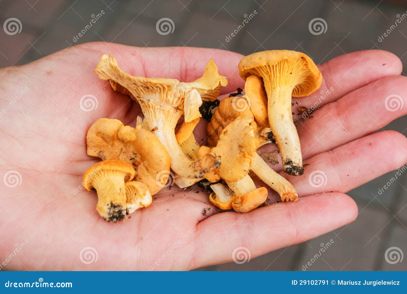 Chanterelle stock image. Image of moss, vegetable, healthy 29102791