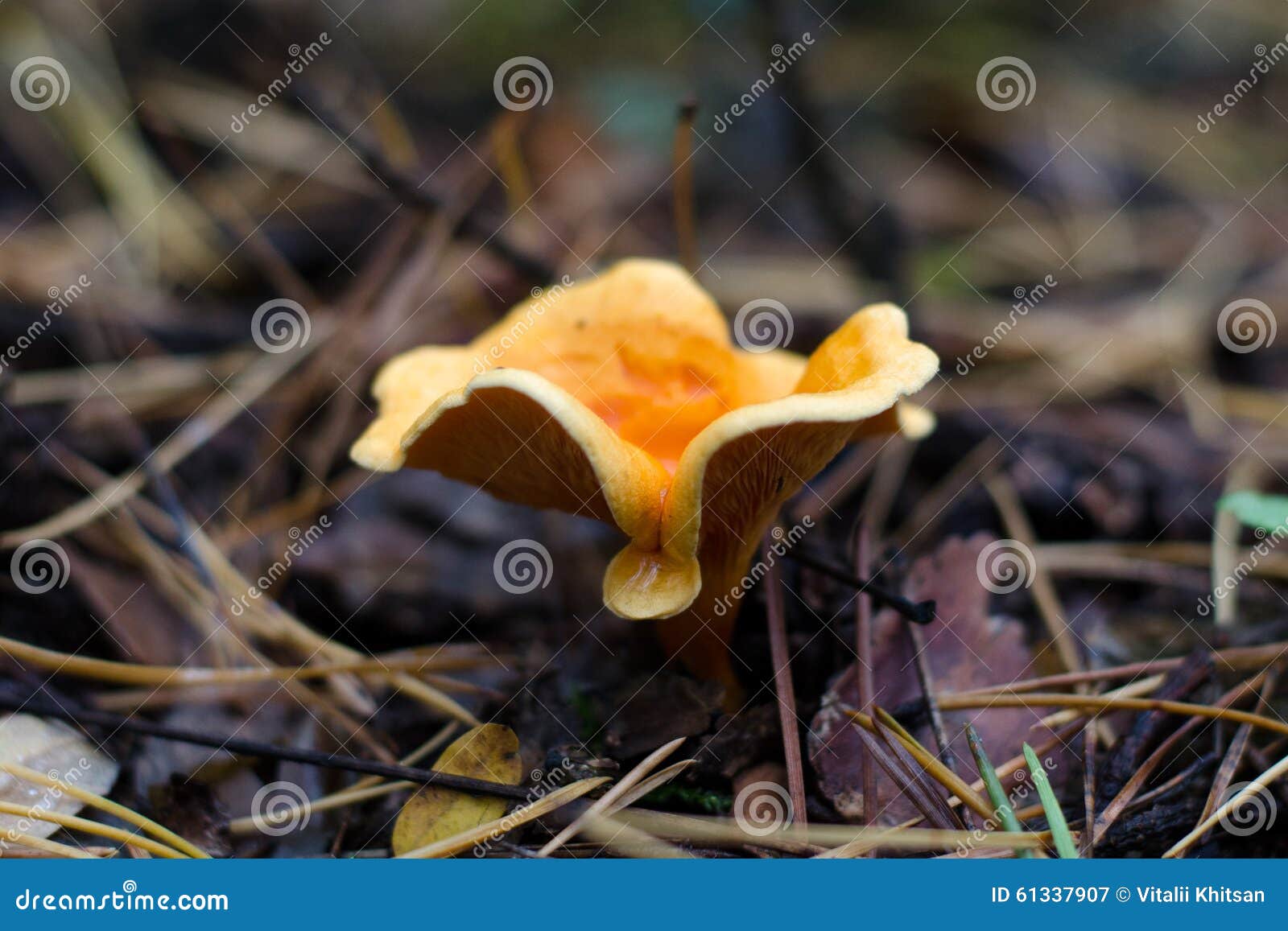 Chanterelle image stock. Image du champignon, automne 61337907