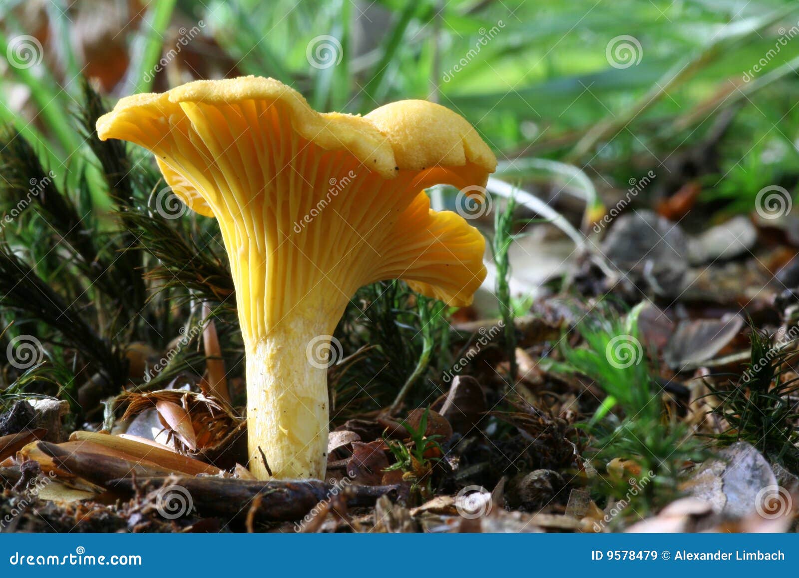 Chanterelle Cantharellus Cibarius Stock Image Image of green