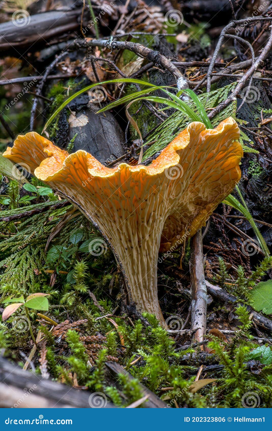 Chanterelle Fungus stock photo. Image of wilderness 202323806
