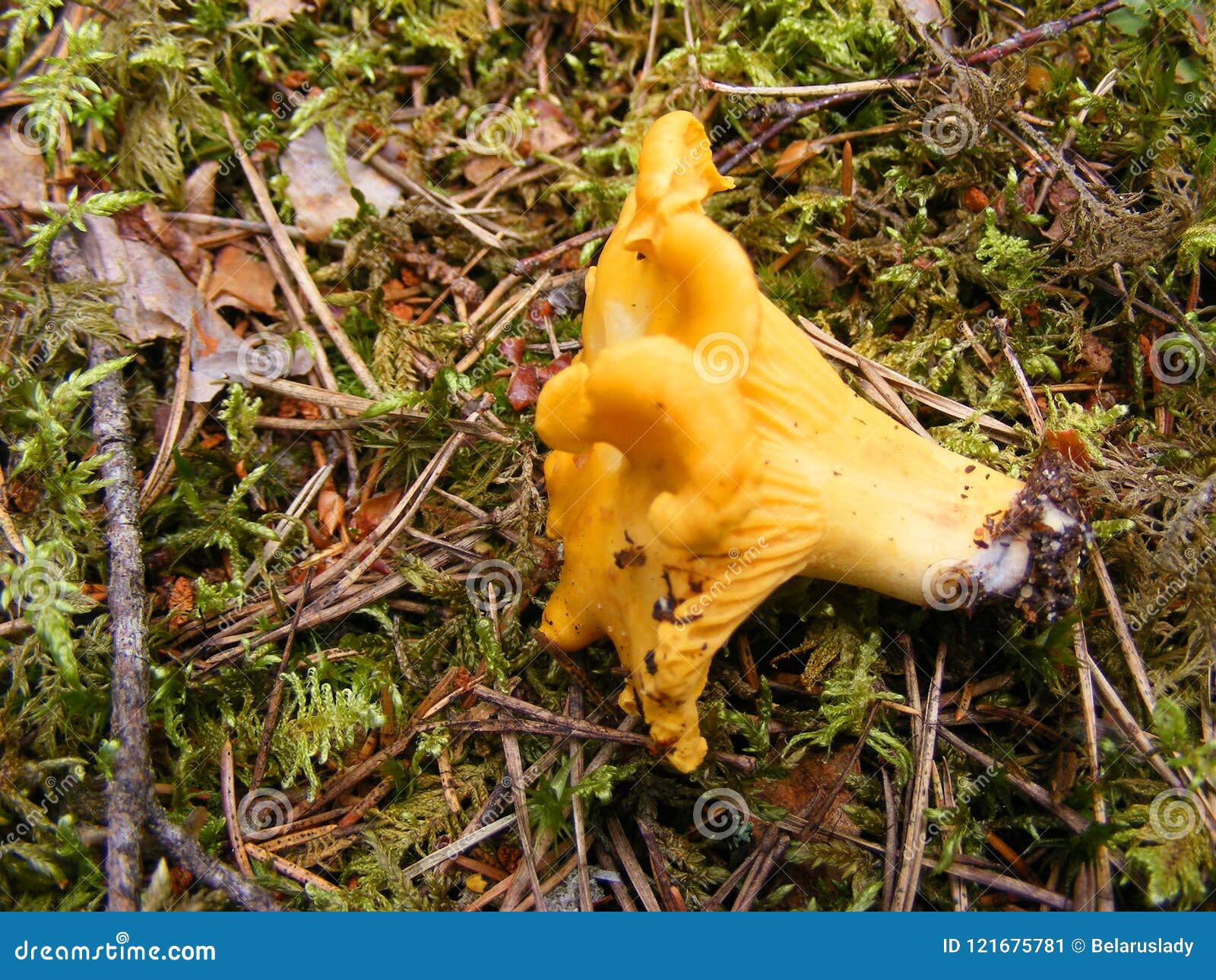 Chanterelle on the Grass. Closeup Stock Image Image of chanterelle