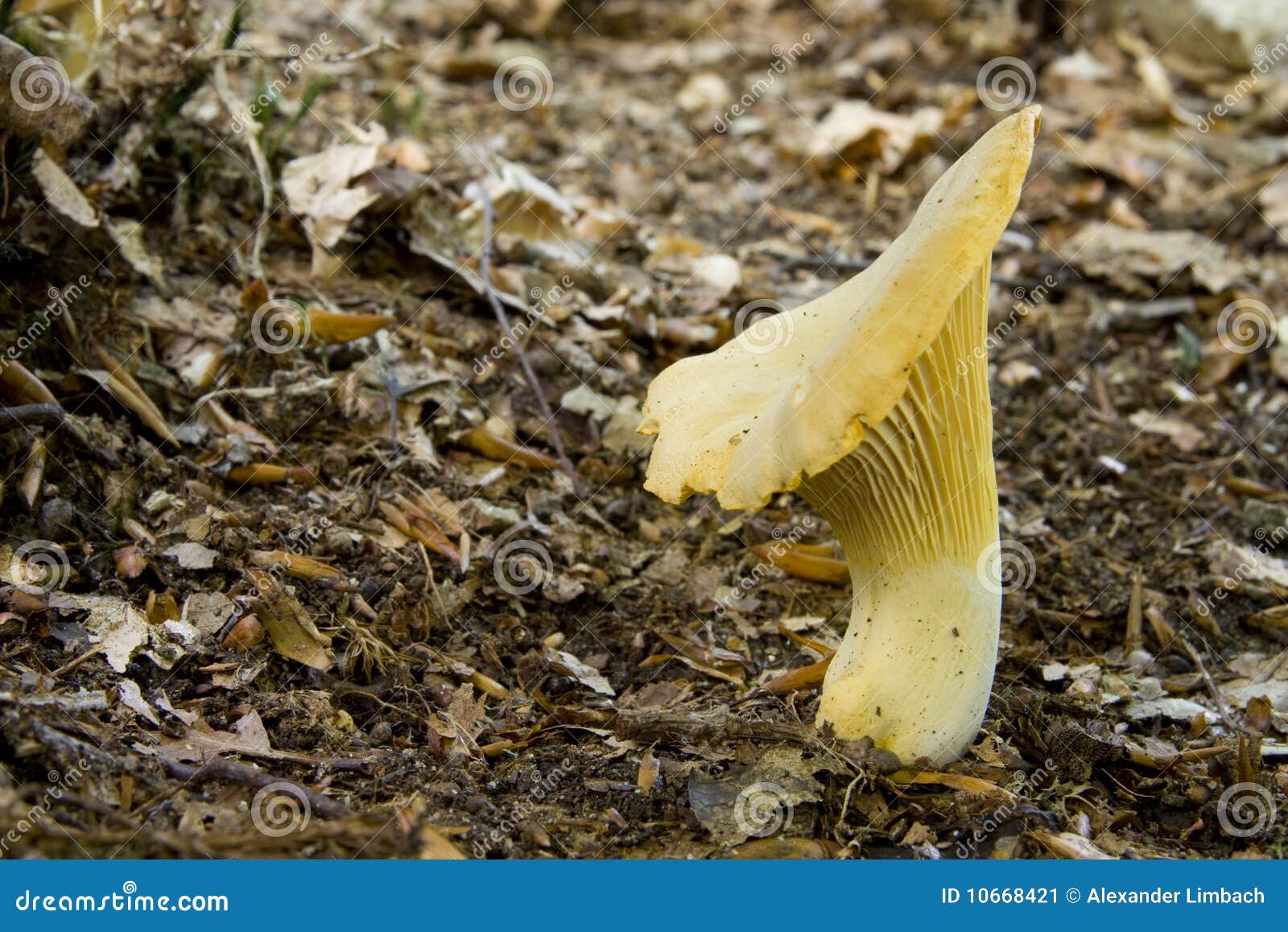 Chanterelle Mushroom stock image. Image of chanterelle 10668421