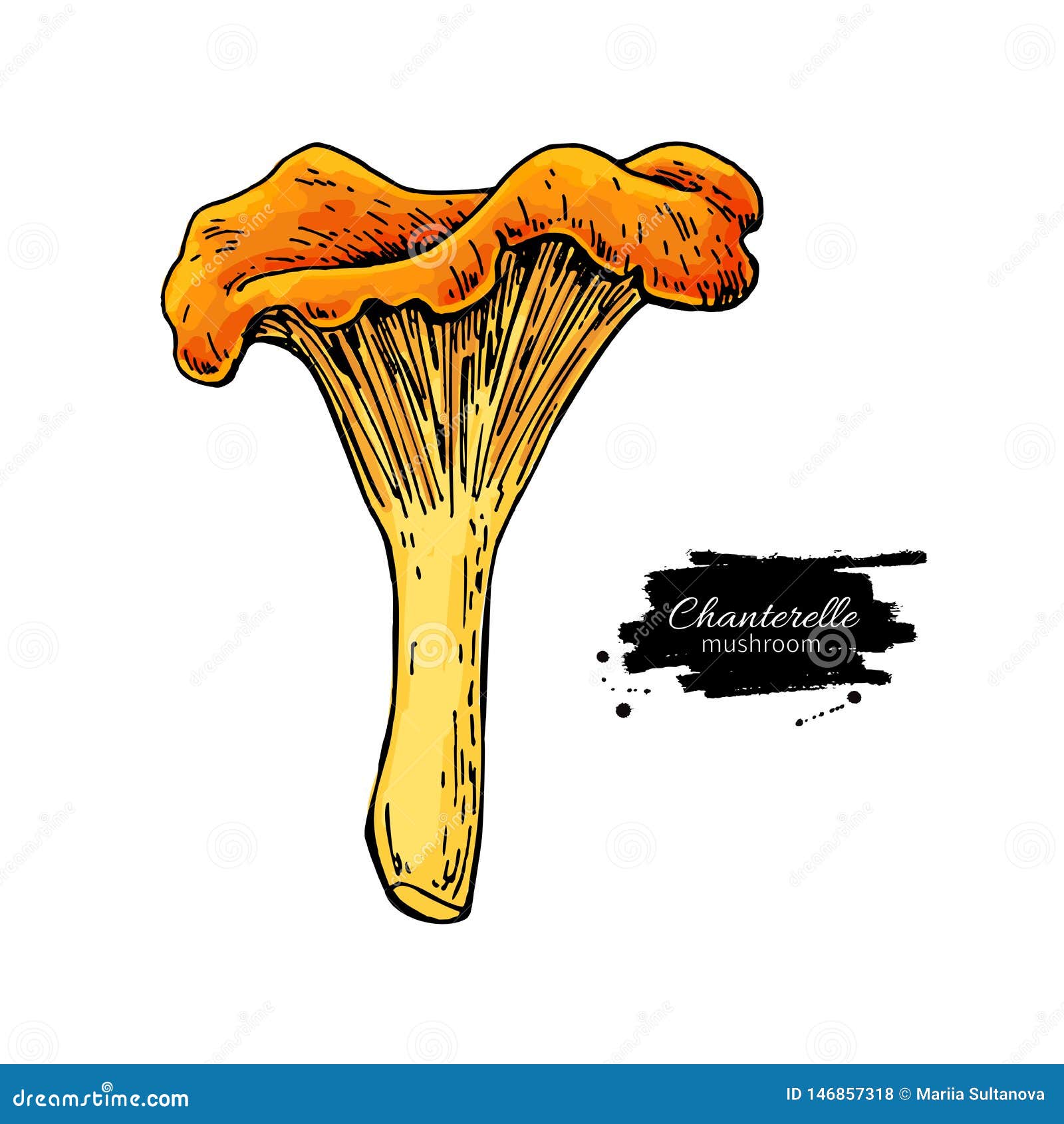 Chanterelle Mushroom Hand Drawn Vector Illustration. Sketch Food ...