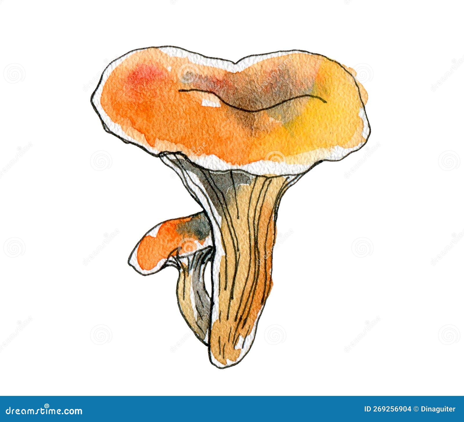 Chanterelle Mushroom Hand Drawn Watercolor Illustration. Botanical ...