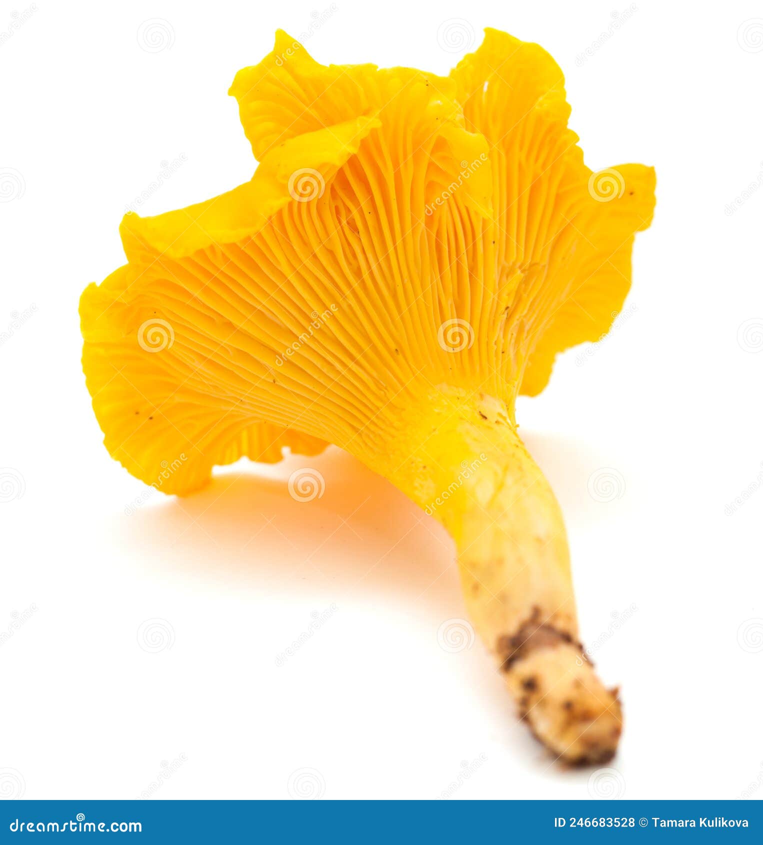 Bright Orange Edible Chanterelle or Horn of Plenty Mushroom Stock Photo