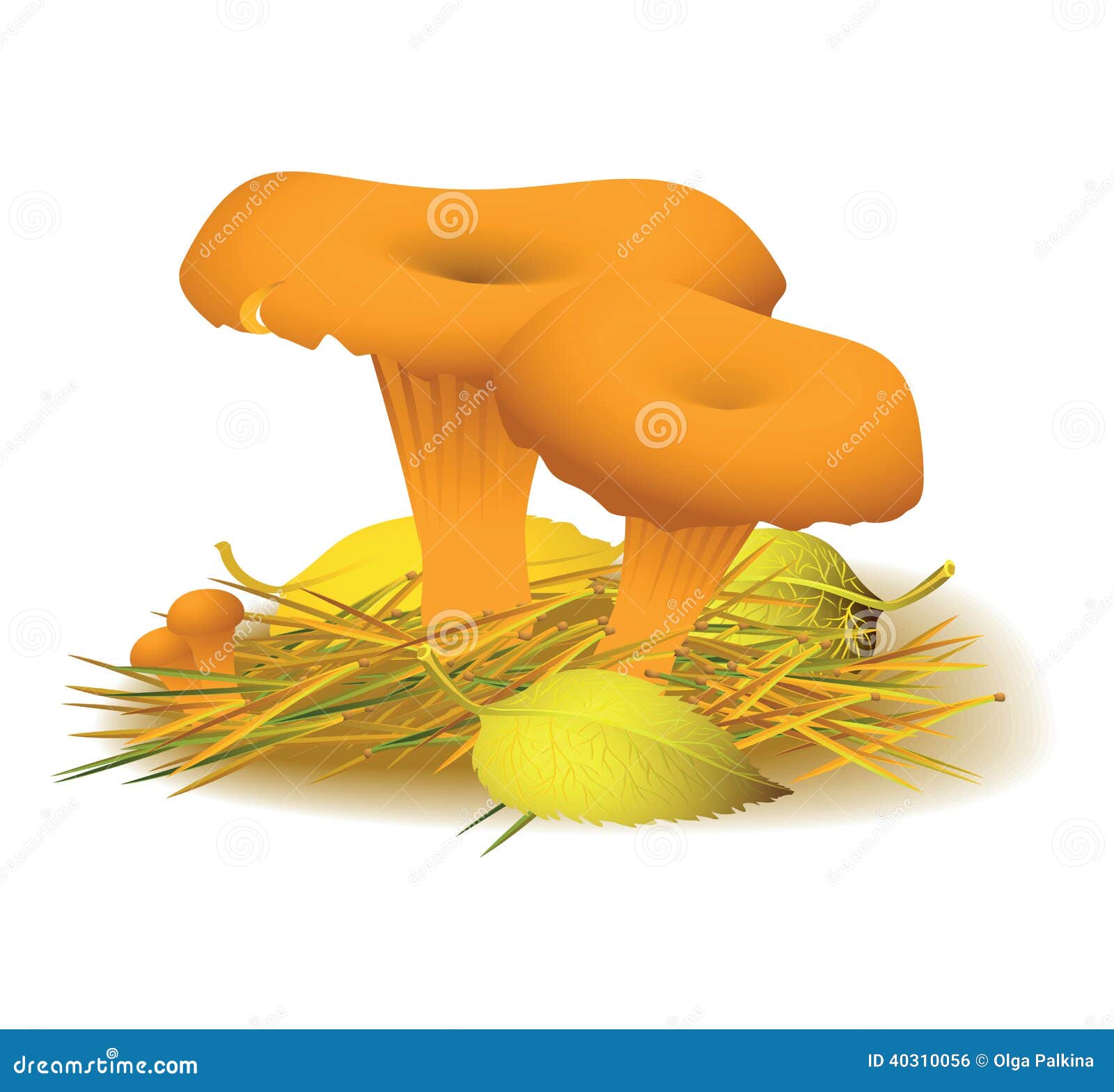 Chanterelle mushroom stock vector. Illustration of landscape 40310056