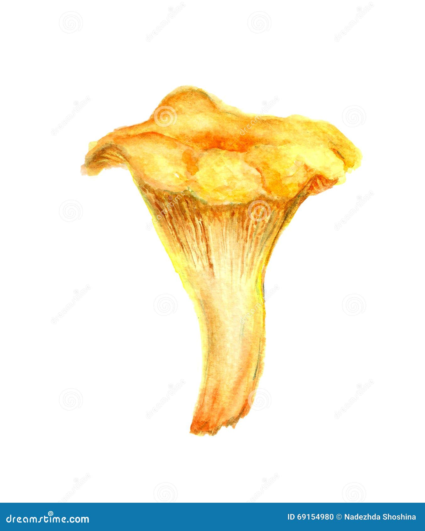 Chanterelle mushroom stock illustration. Illustration of freshness ...