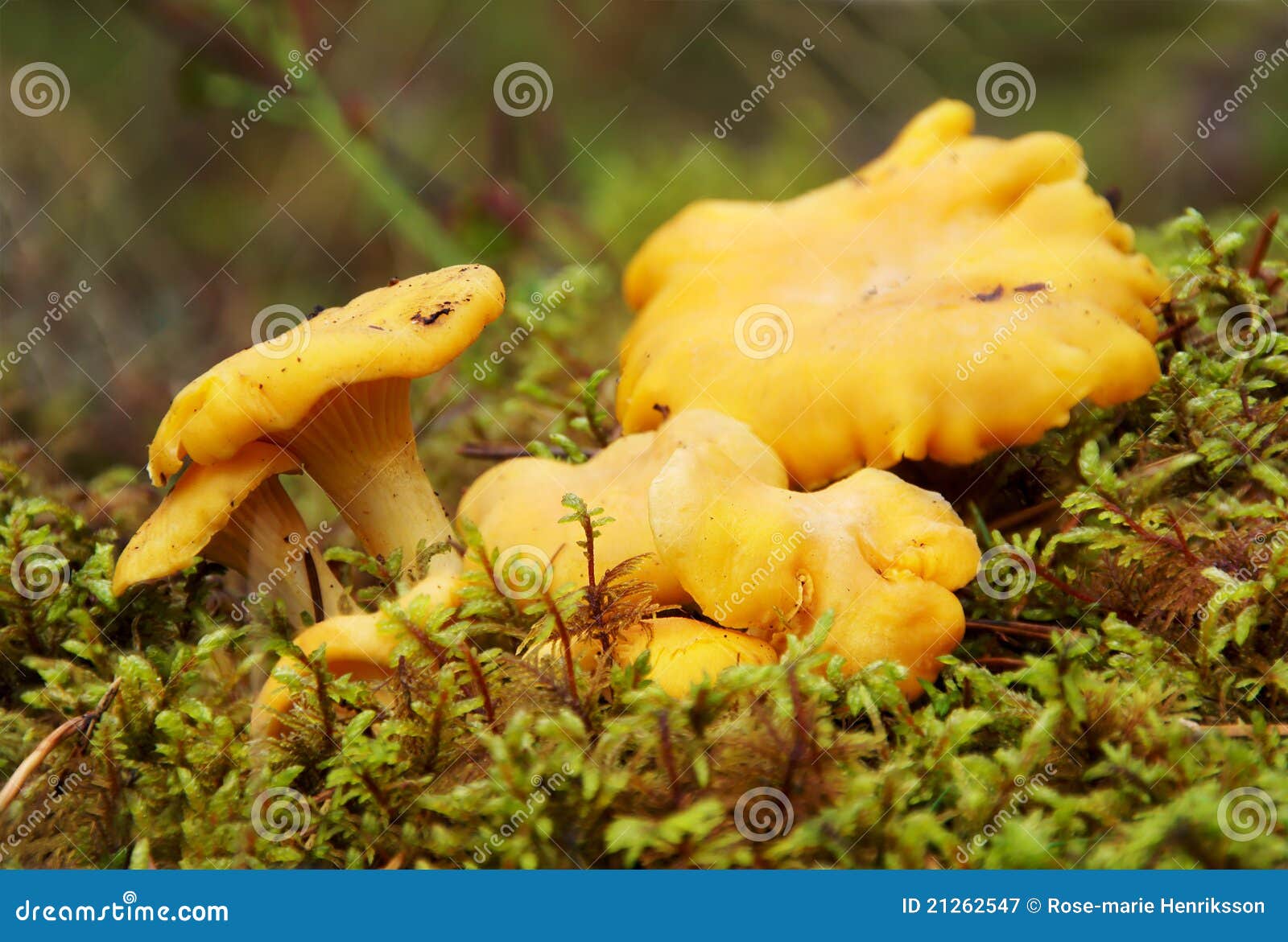 Set Of Chanterelle Mushrooms, Isolated On White Background RoyaltyFree
