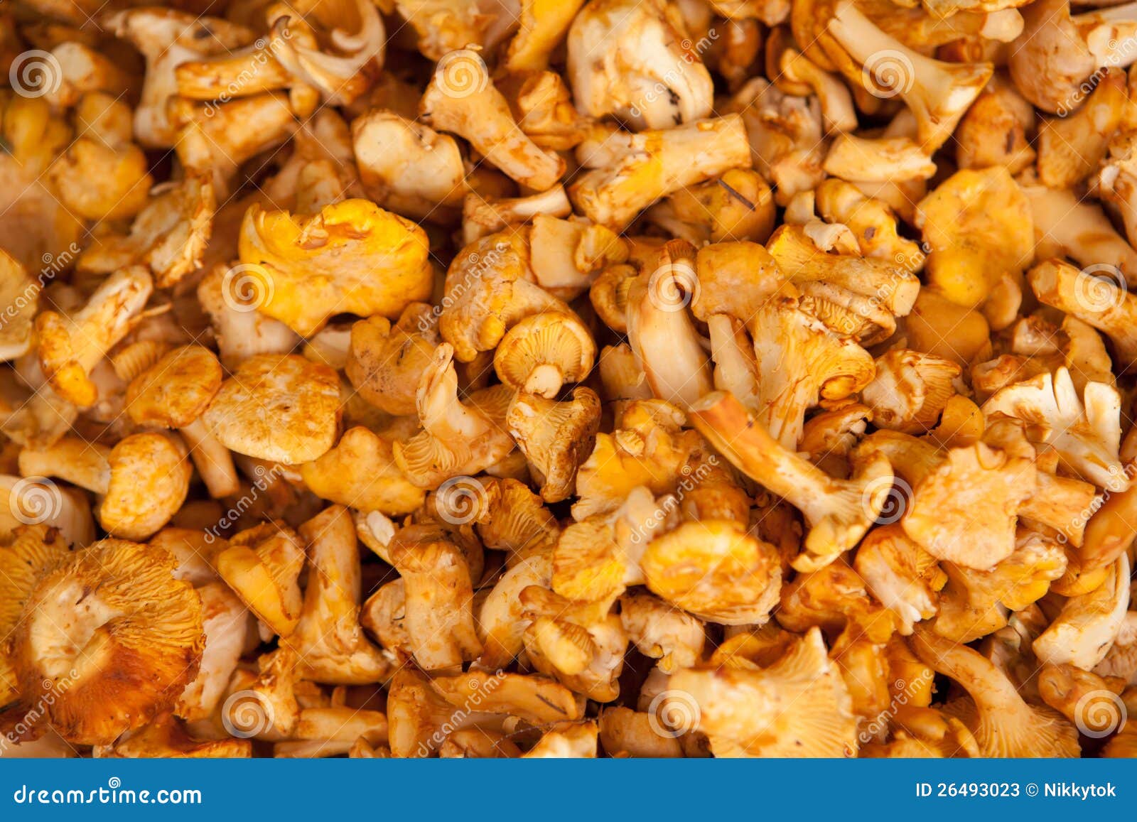 Chanterelle mushrooms stock image. Image of mushrooms 26493023