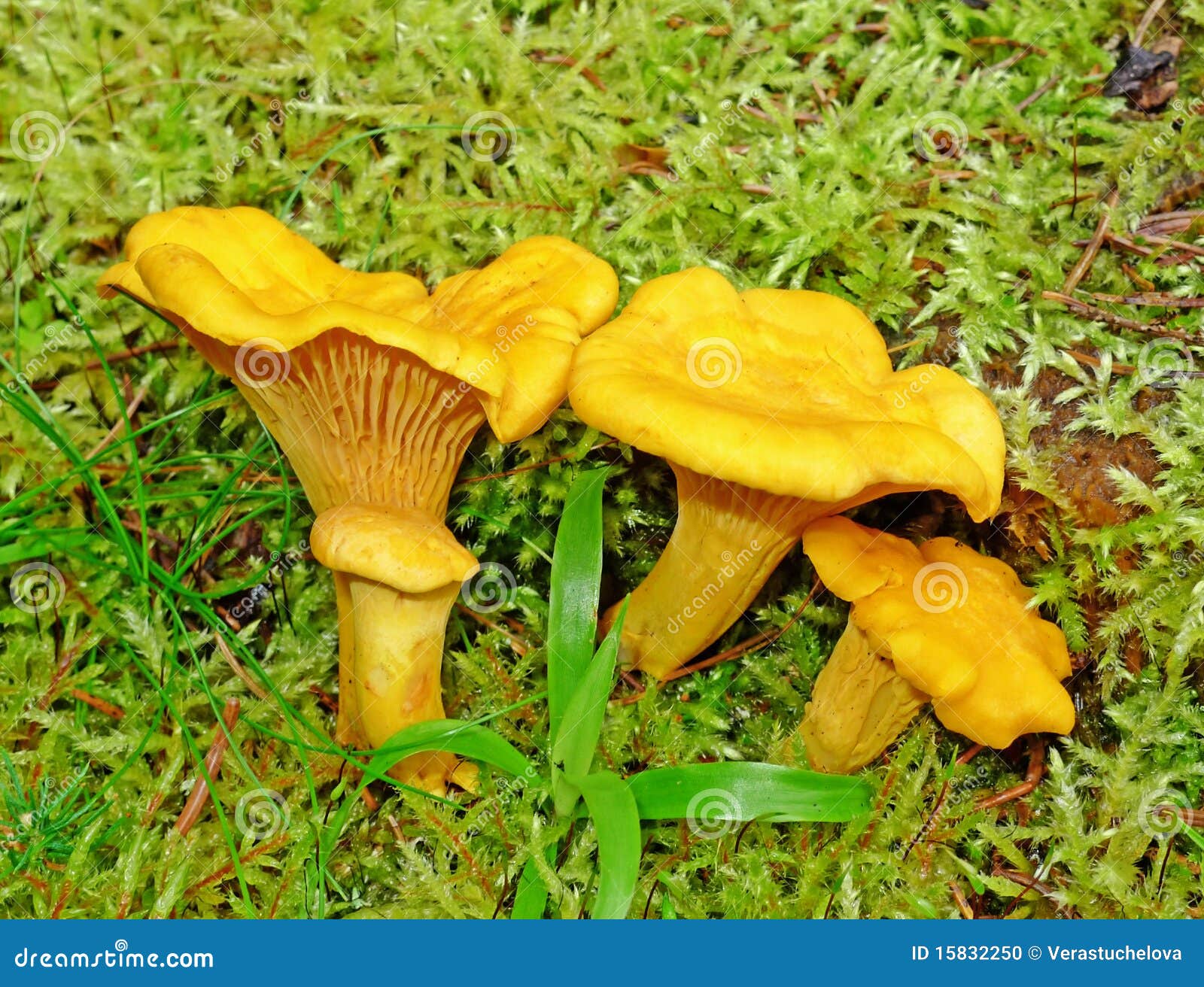 Chanterelle Mushrooms Aetable Mushrooms Stock Photo Image of edible