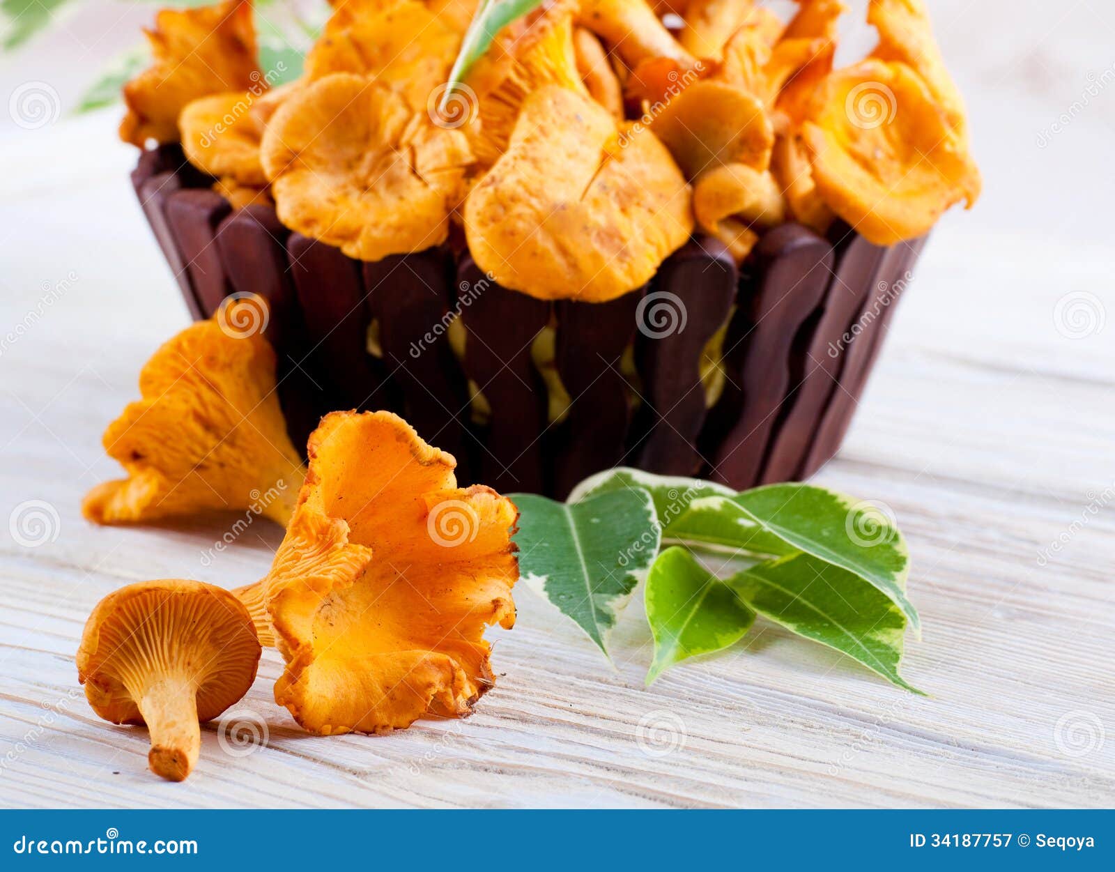 Chanterelle mushrooms stock image. Image of ripe, summer 34187757