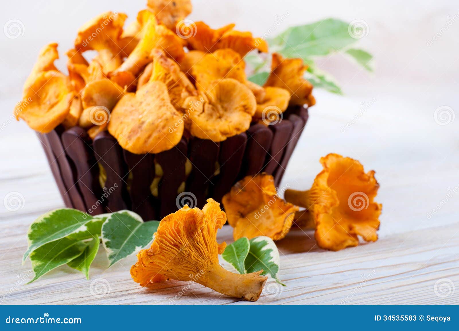 Chanterelle mushrooms stock image. Image of nature, chanterelle 34535583