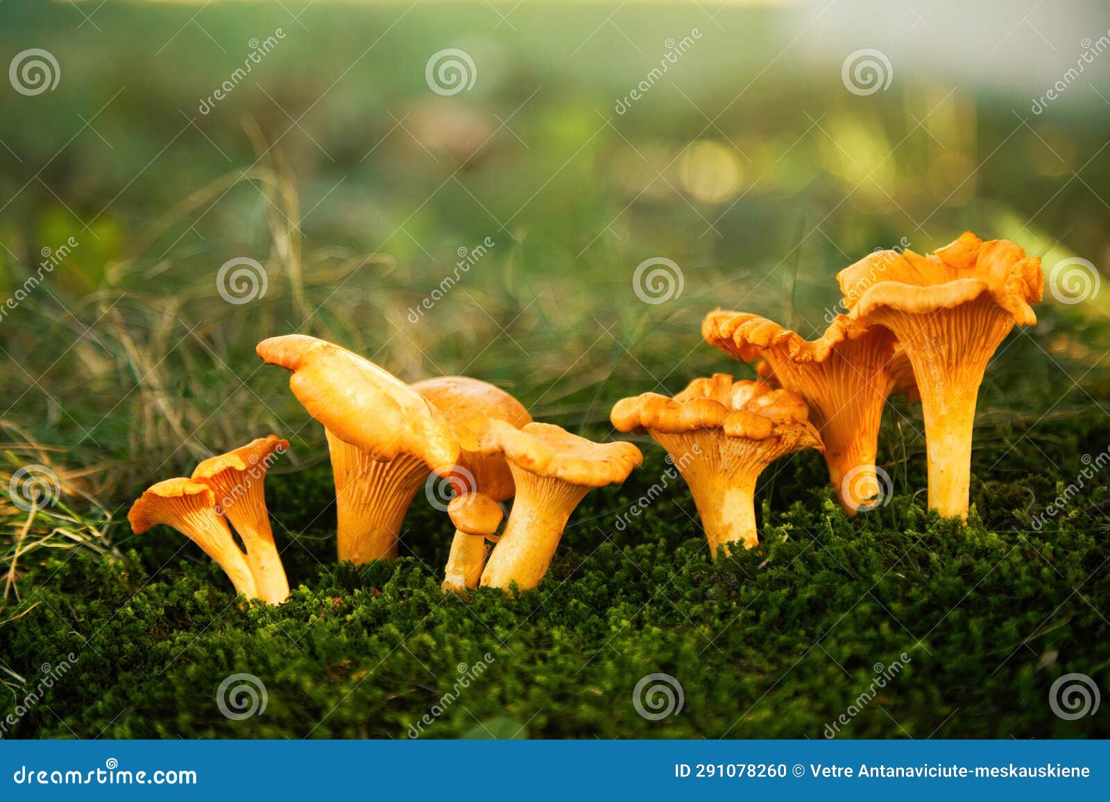 Chanterelle Mushrooms in a Forest. Edible Mushrooms. Stock Photo Image of yellow, harvest