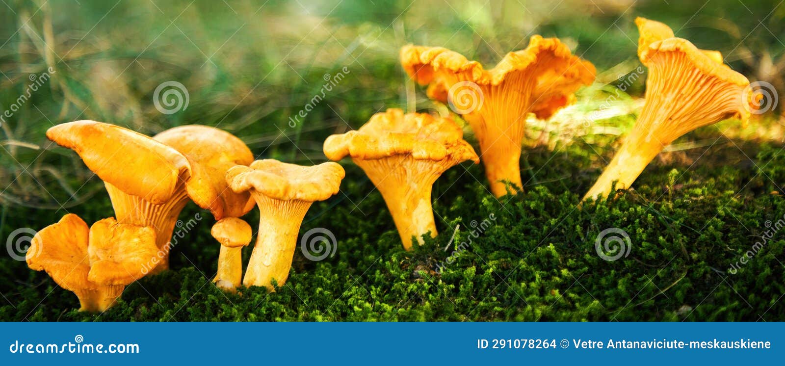 Chanterelle Mushrooms in a Forest. Edible Mushrooms. Stock Photo