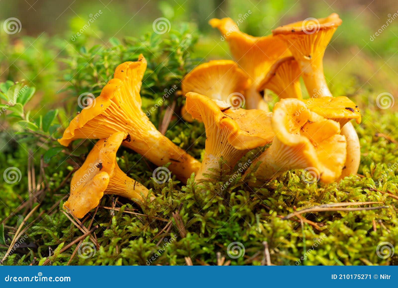 Chanterelle Mushrooms in a Forest. Edible Mushrooms Stock Image Image of nature, fresh 210175271