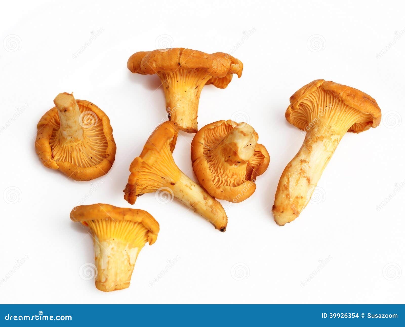Chanterelle mushrooms stock photo. Image of organic, freshness 39926354