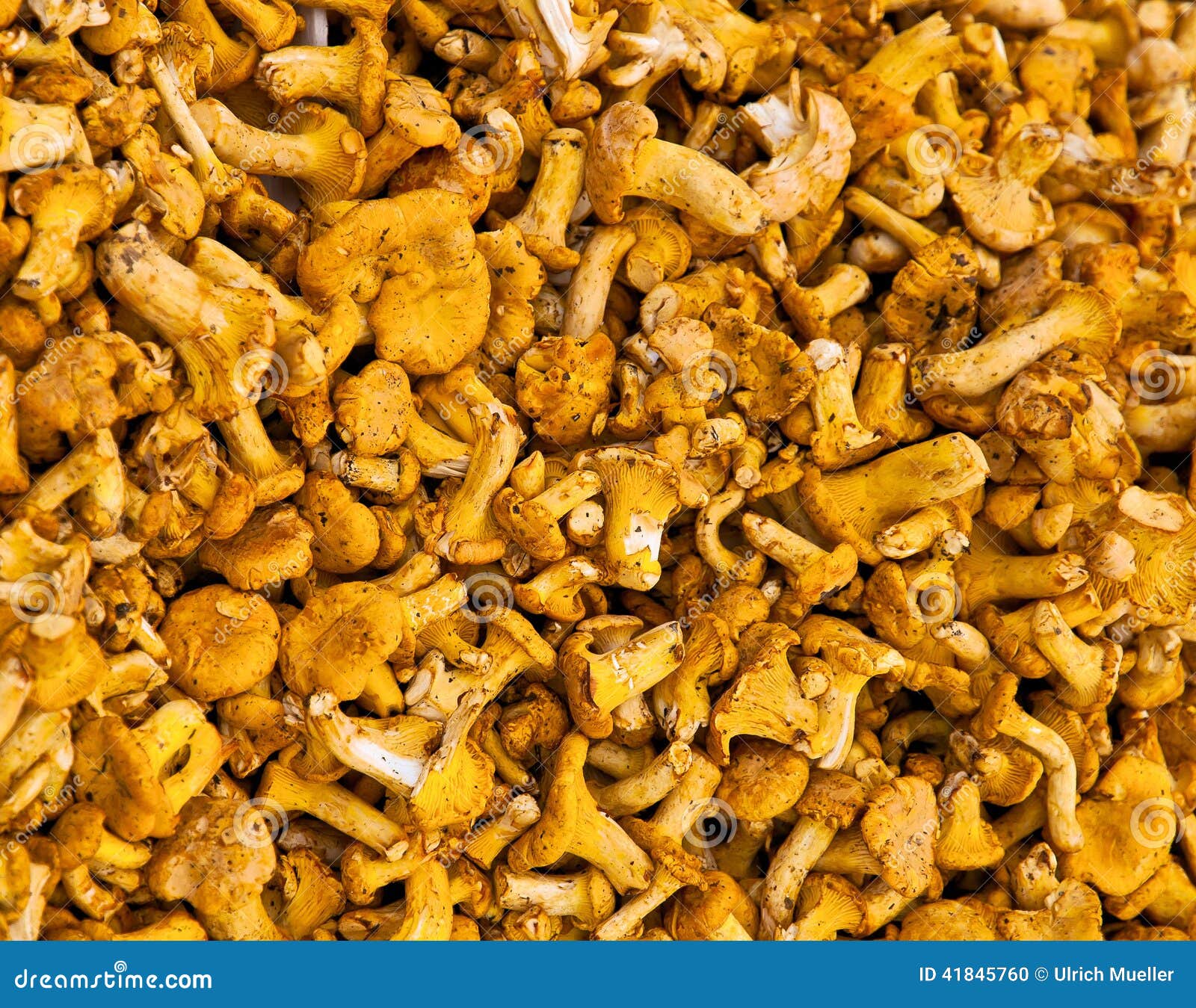 Chanterelle stock photo. Image of vegetable, food, chanterelle 41845760