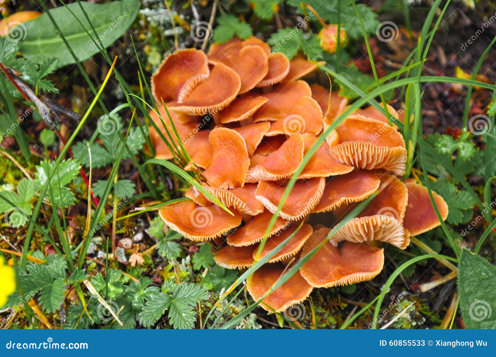 Chanterelle Sauvage Comestible De Champignon Image stock Image du vivacité, mousse 60855533